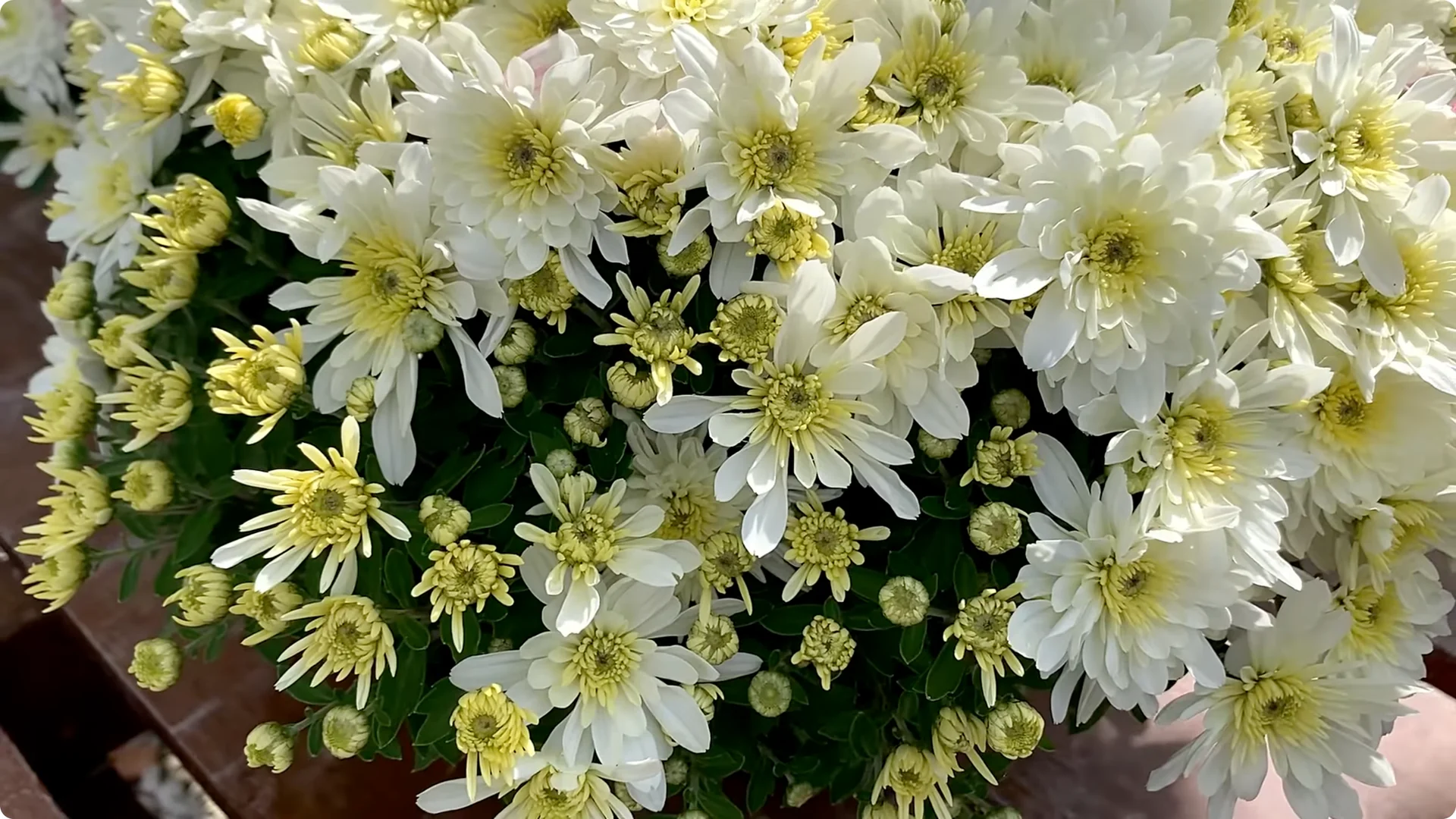 How to Grow and Care for Long-Lasting Fall Mums screenshot 31