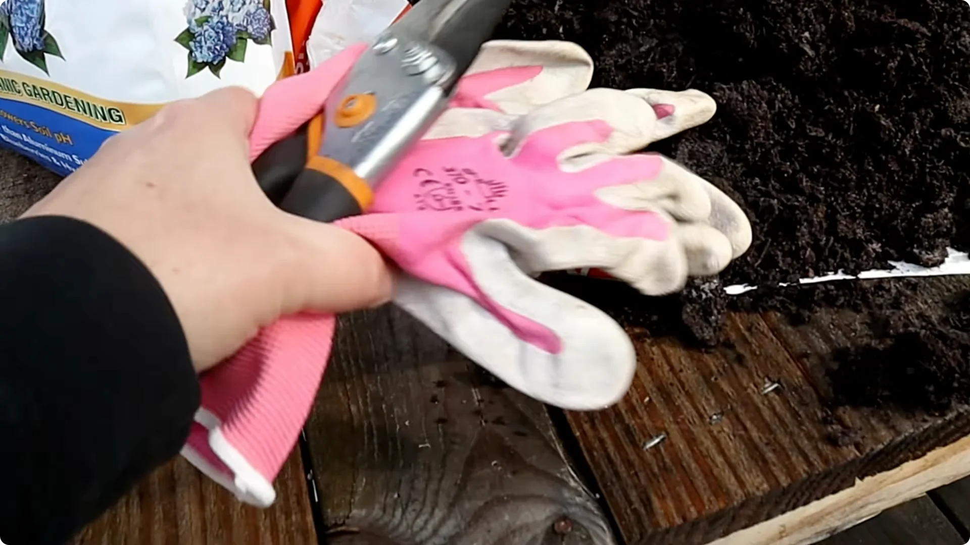 How to Grow and Care for Long-Lasting Fall Mums screenshot 32