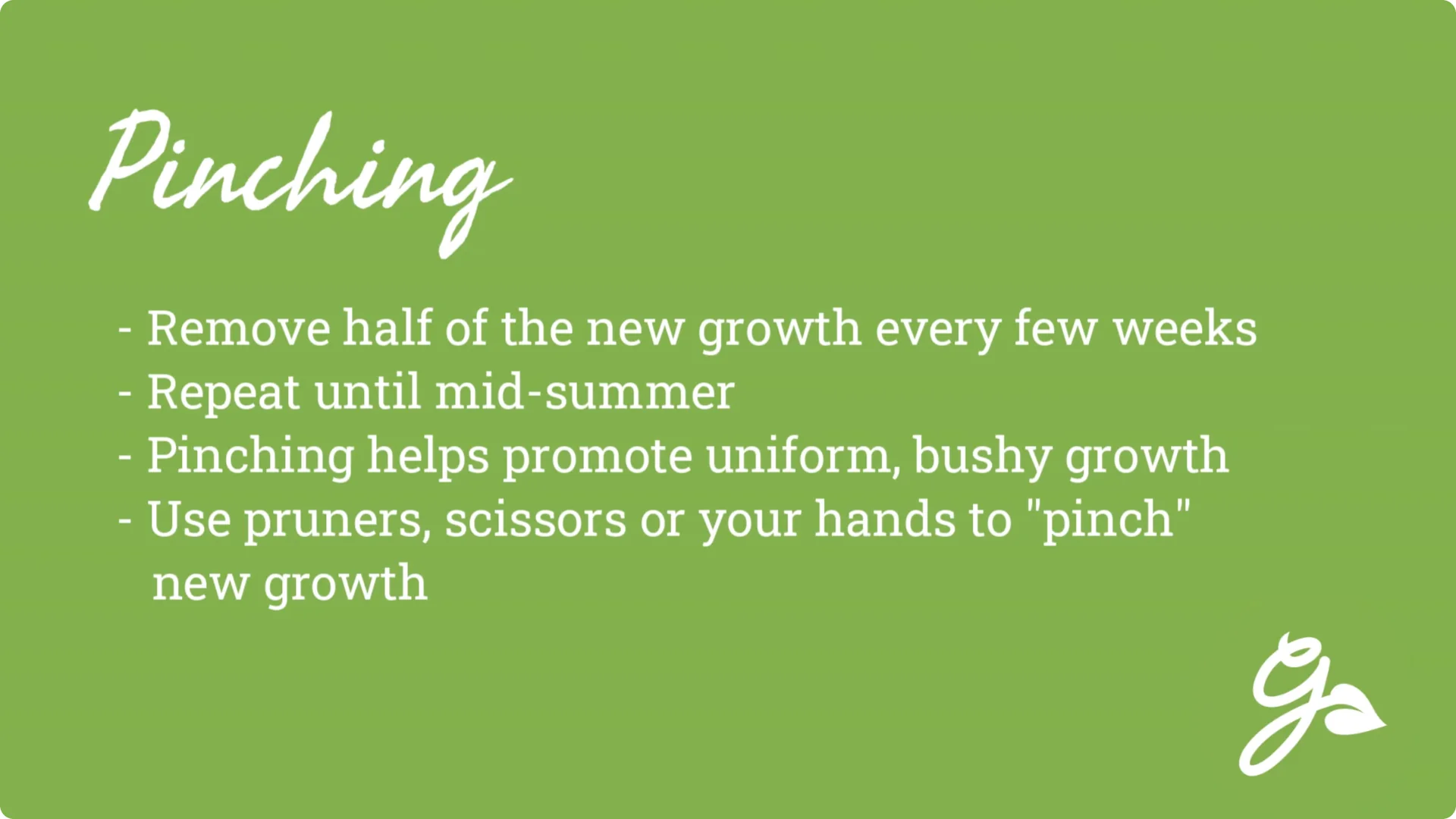 How to Grow and Care for Long-Lasting Fall Mums screenshot 33