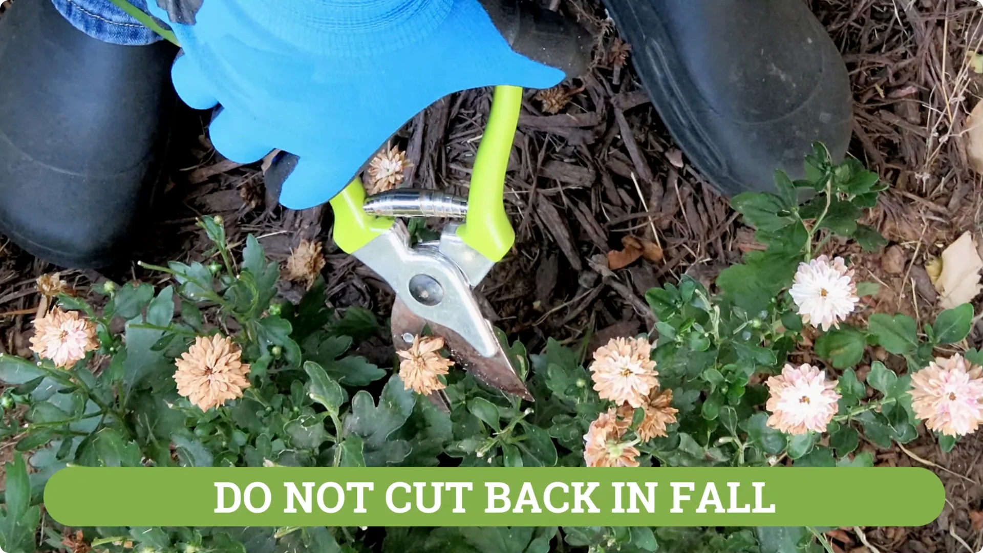 How to Grow and Care for Long-Lasting Fall Mums screenshot 34