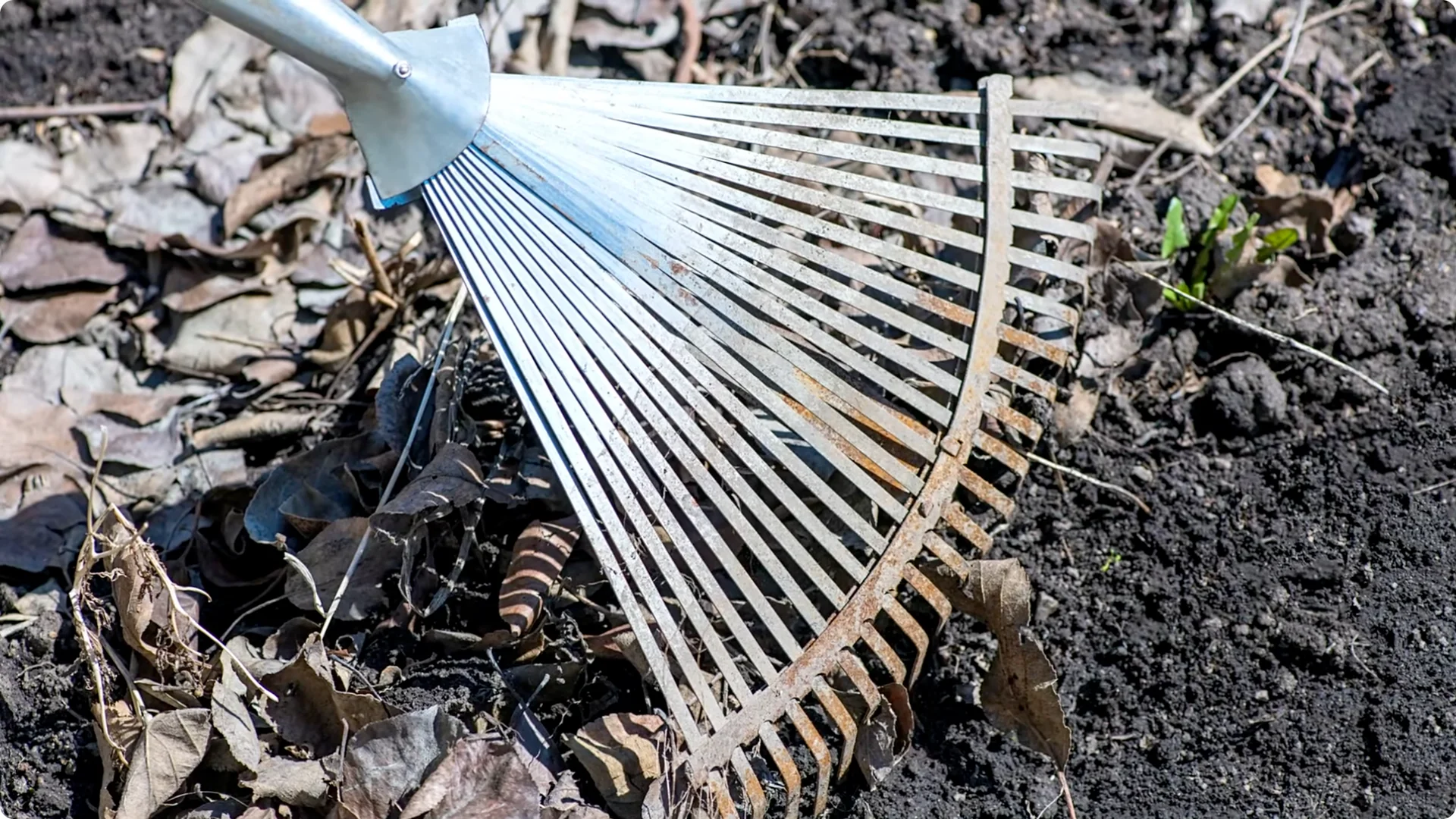 How to Grow and Care for Long-Lasting Fall Mums screenshot 35
