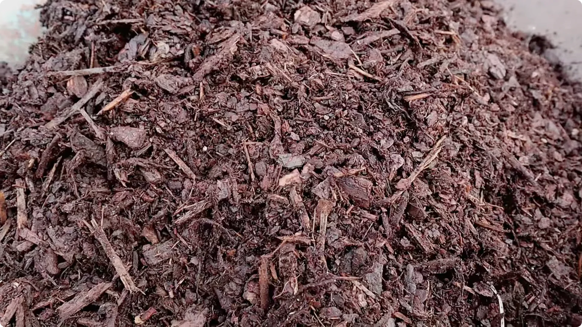 How to Grow and Care for Long-Lasting Fall Mums screenshot 37