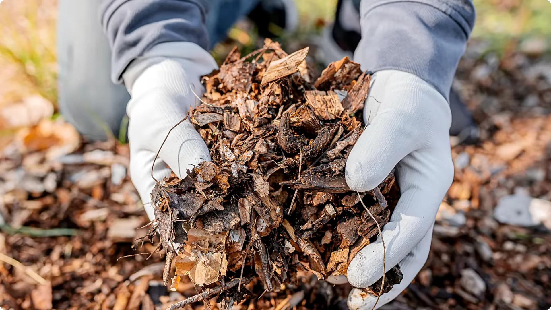 How to Grow and Care for Long-Lasting Fall Mums screenshot 38