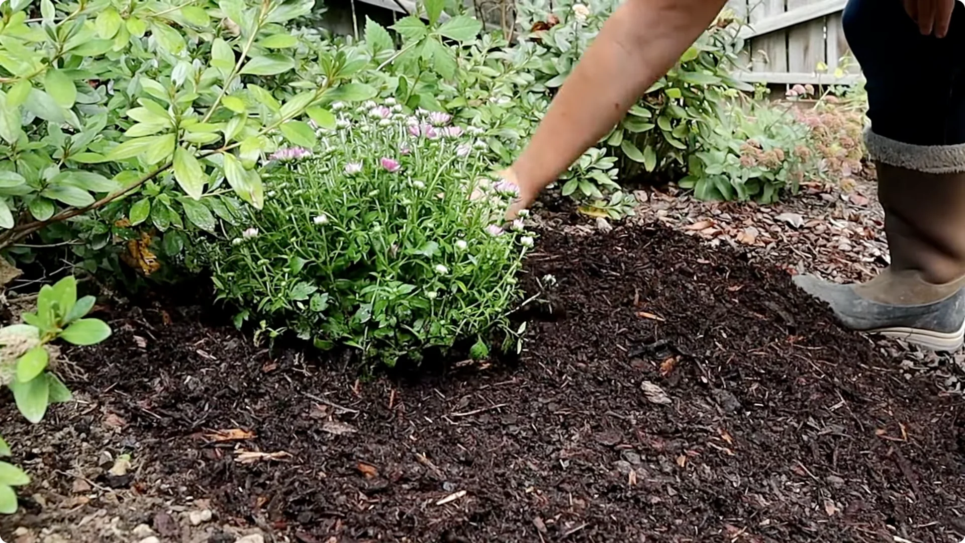 How to Grow and Care for Long-Lasting Fall Mums screenshot 39