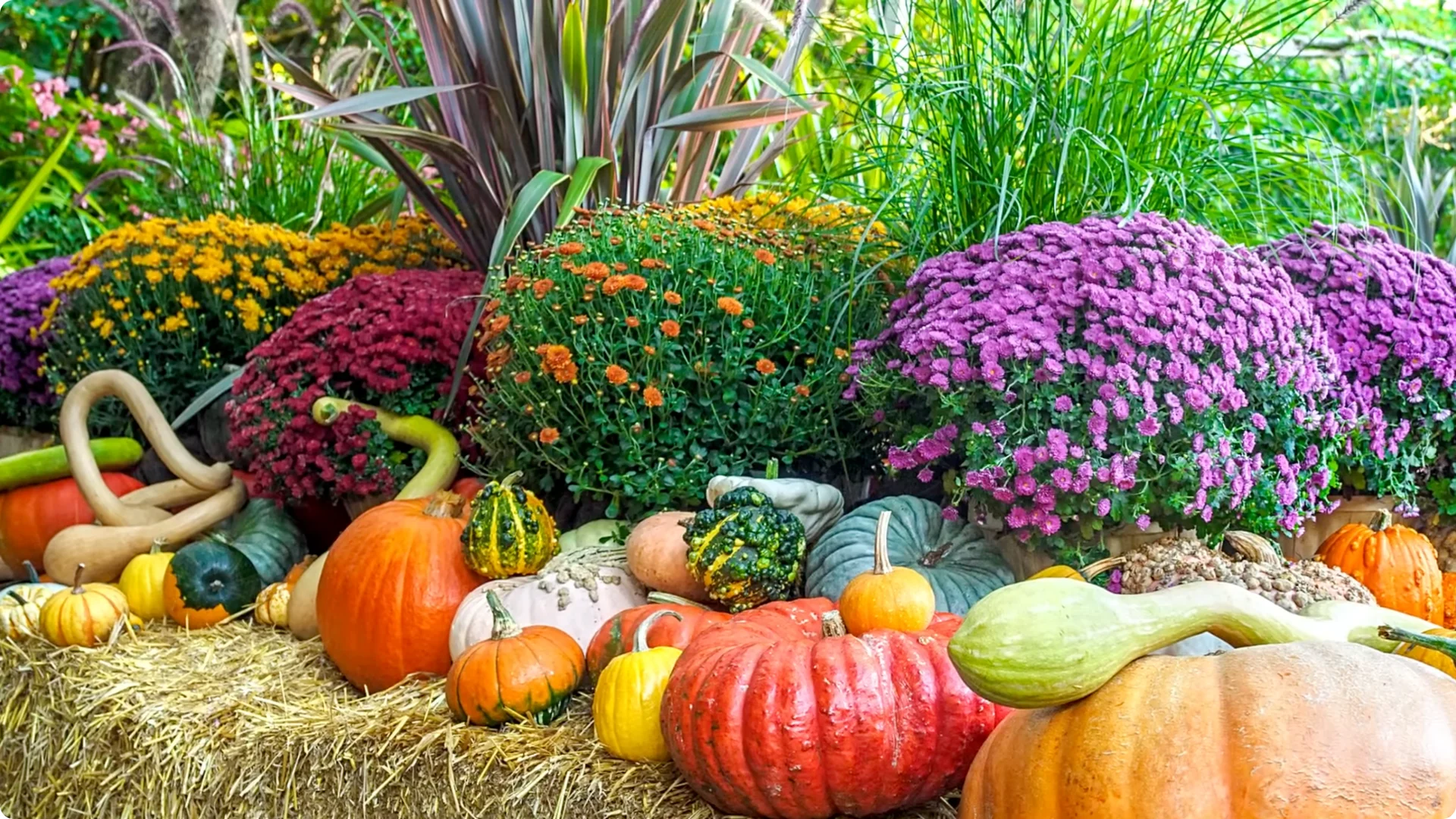 How to Grow and Care for Long-Lasting Fall Mums screenshot 4