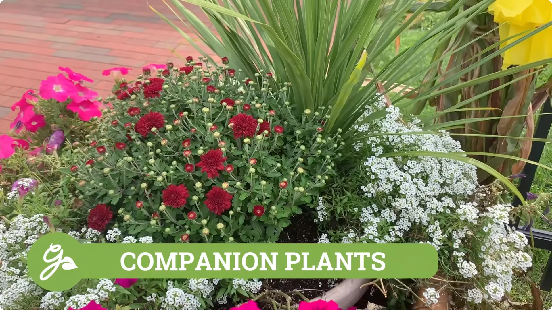 How to Grow and Care for Long-Lasting Fall Mums screenshot 40