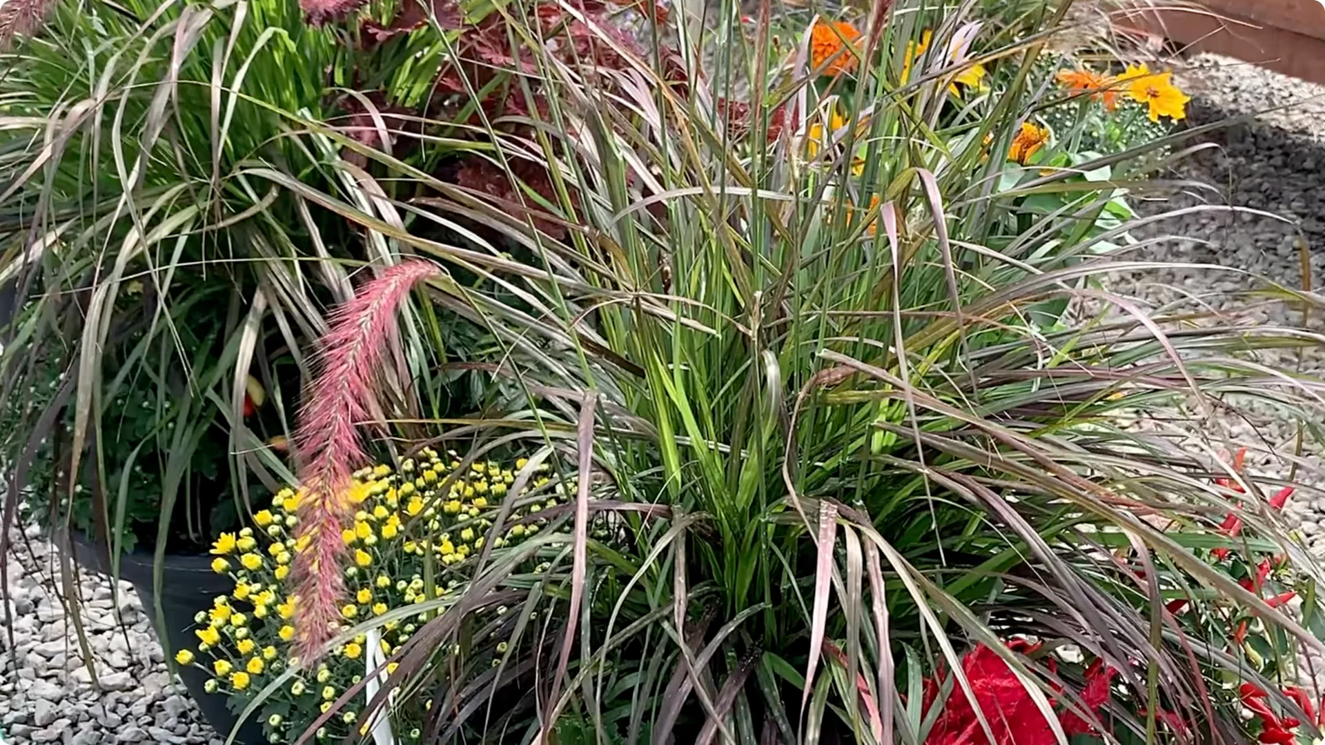 How to Grow and Care for Long-Lasting Fall Mums screenshot 41