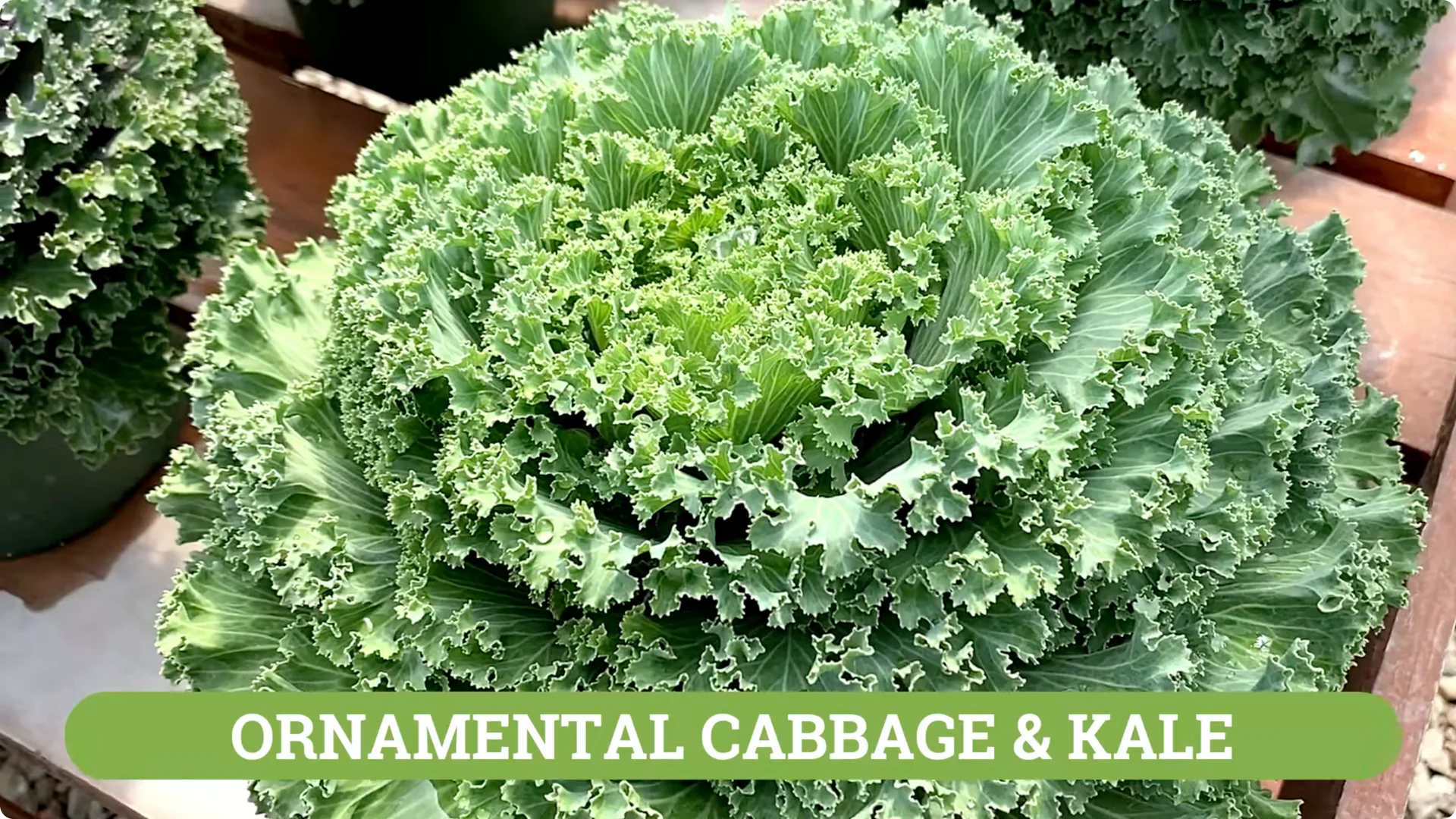 How to Grow and Care for Long-Lasting Fall Mums screenshot 45