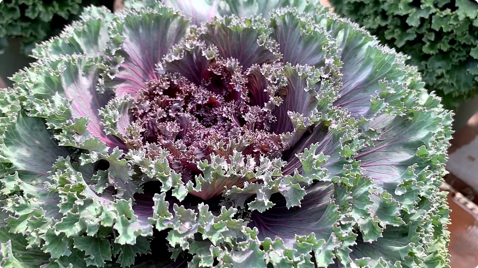 How to Grow and Care for Long-Lasting Fall Mums screenshot 46