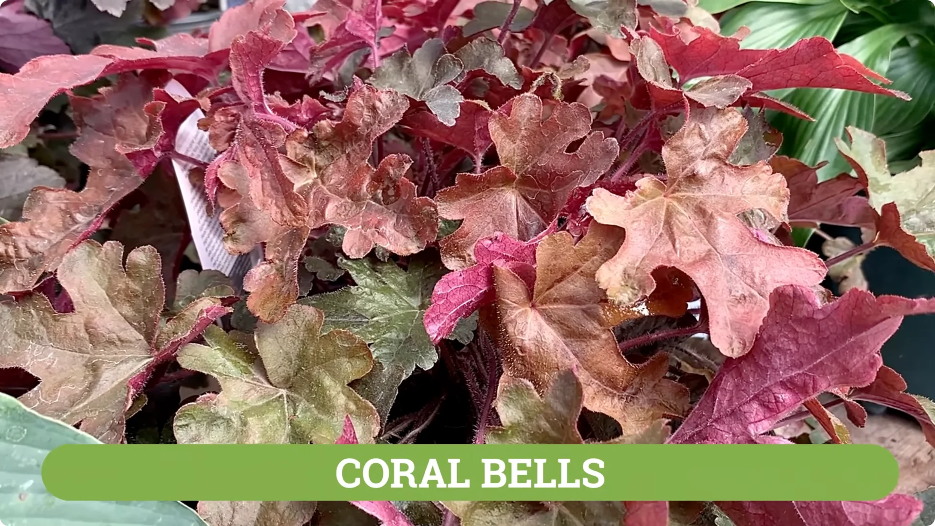 How to Grow and Care for Long-Lasting Fall Mums screenshot 47