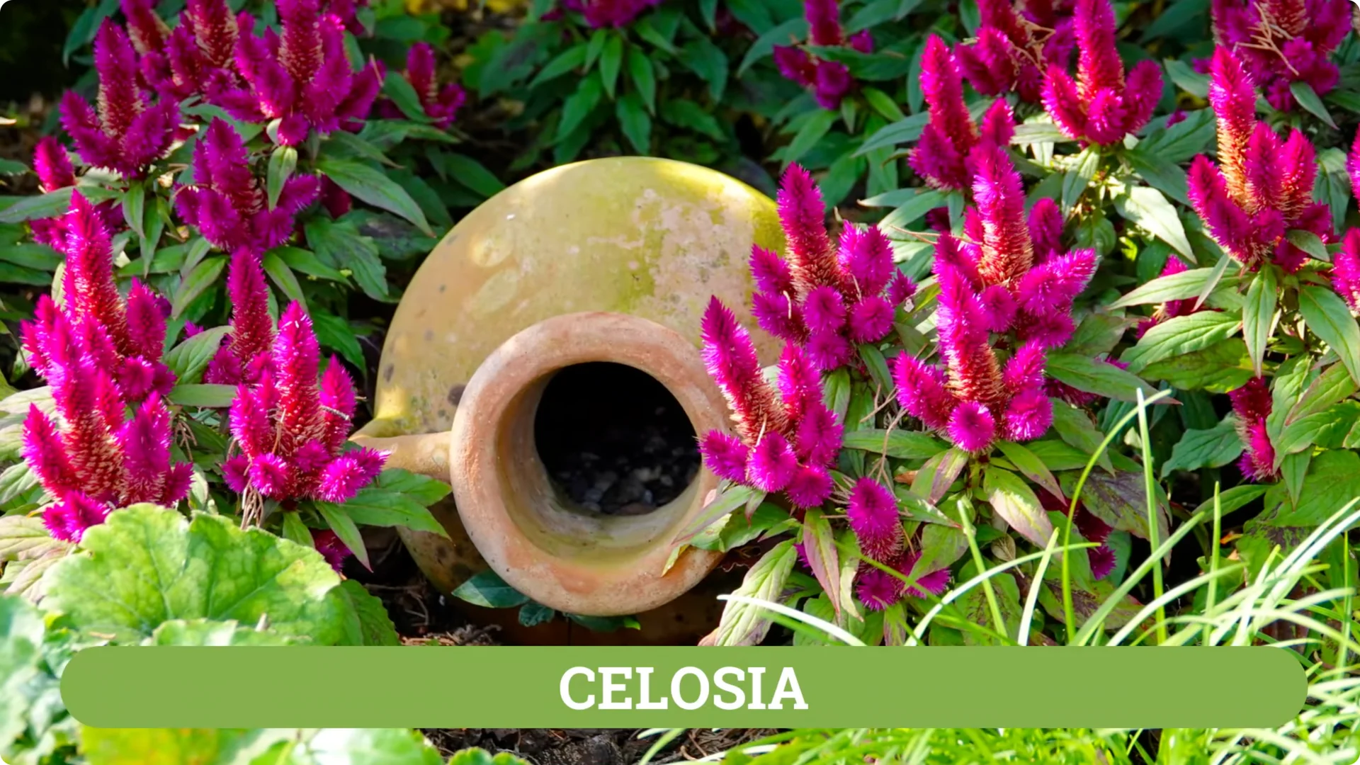 How to Grow and Care for Long-Lasting Fall Mums screenshot 48