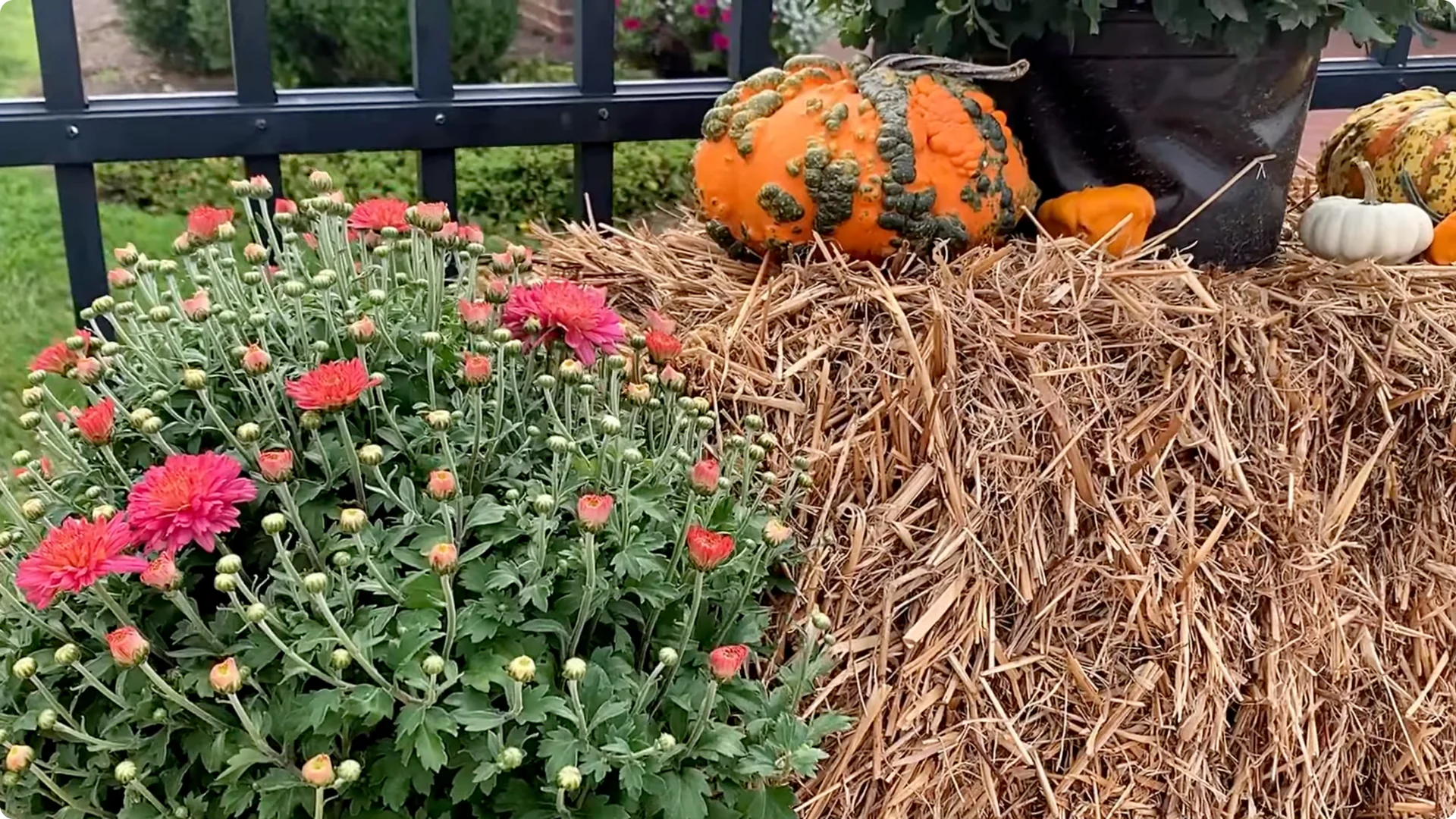 How to Grow and Care for Long-Lasting Fall Mums screenshot 49