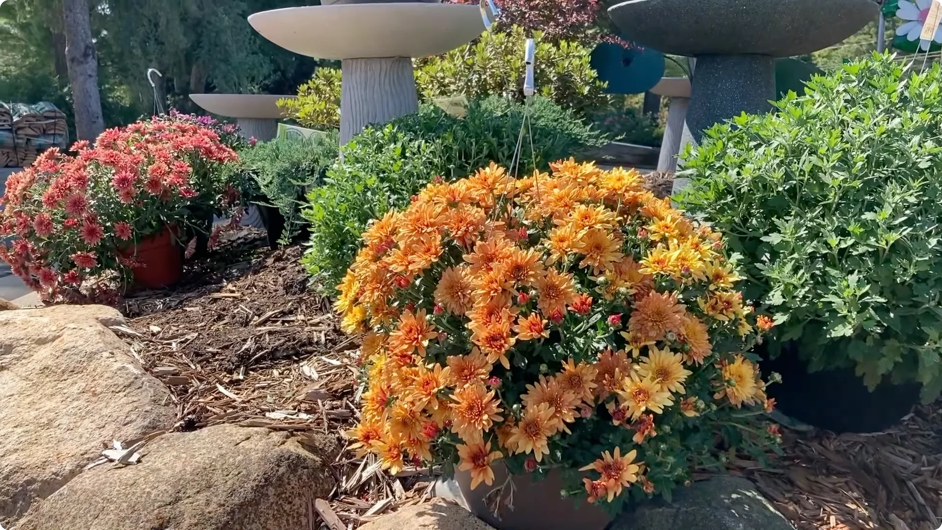 How to Grow and Care for Long-Lasting Fall Mums screenshot 5