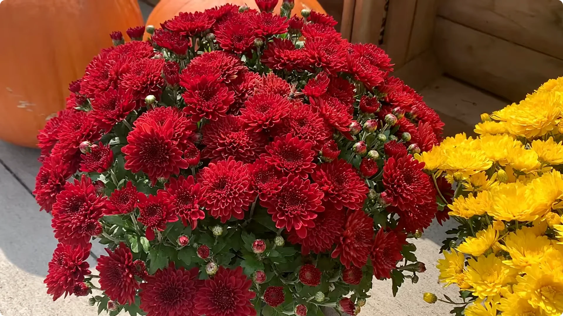 How to Grow and Care for Long-Lasting Fall Mums screenshot 6