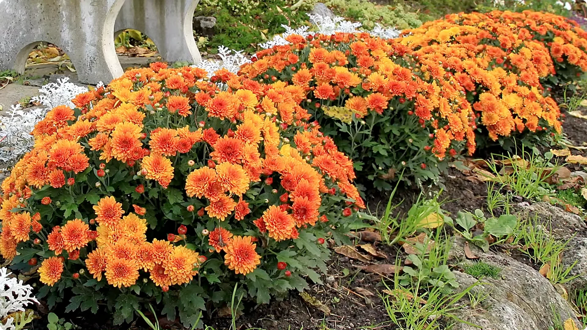How to Grow and Care for Long-Lasting Fall Mums screenshot 7