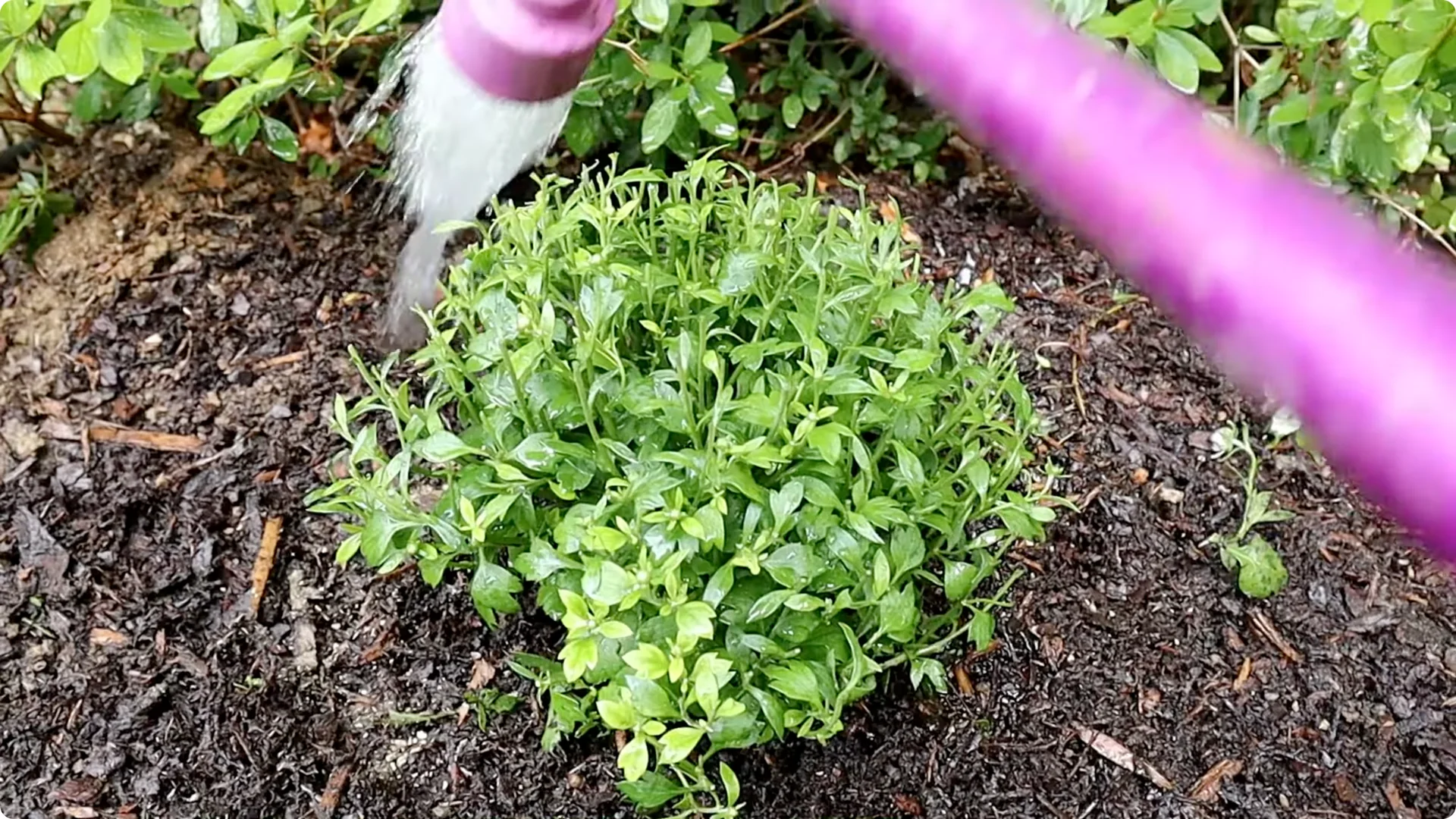 How to Grow and Care for Long-Lasting Fall Mums screenshot 8