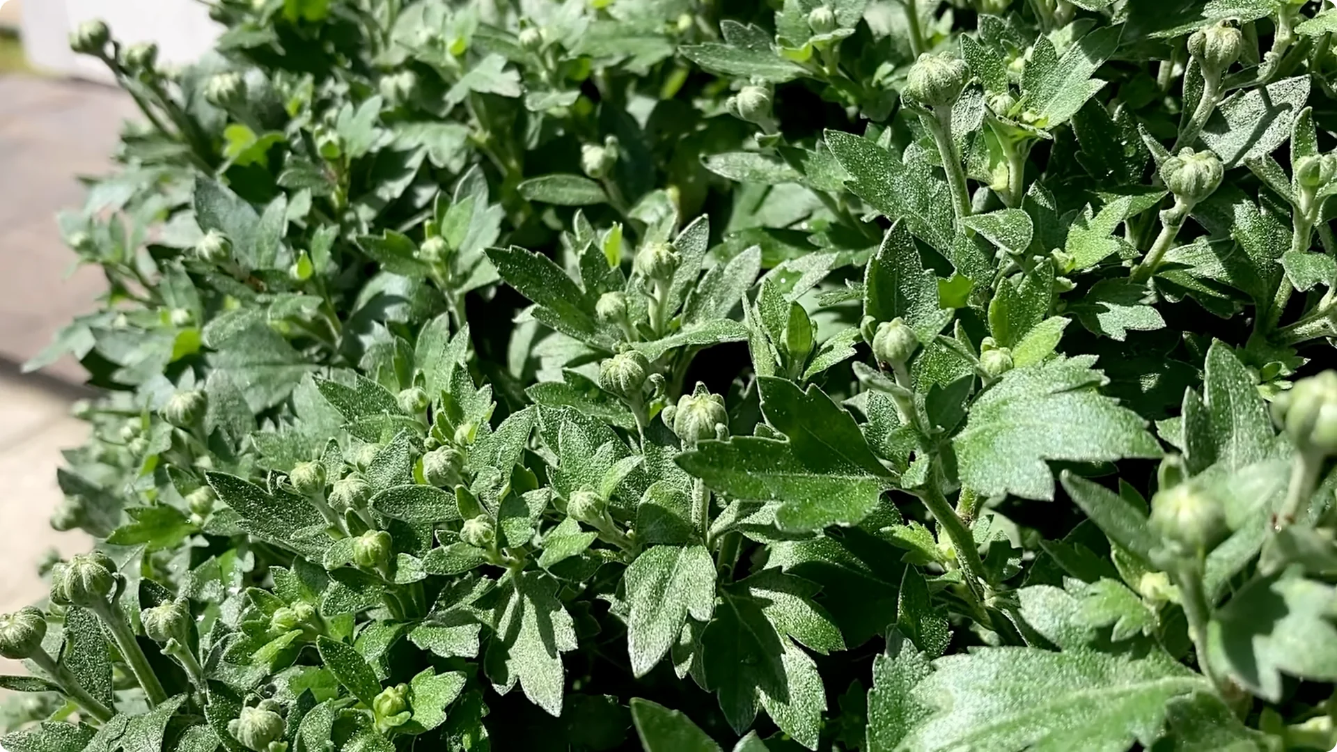 How to Grow and Care for Long-Lasting Fall Mums screenshot 9