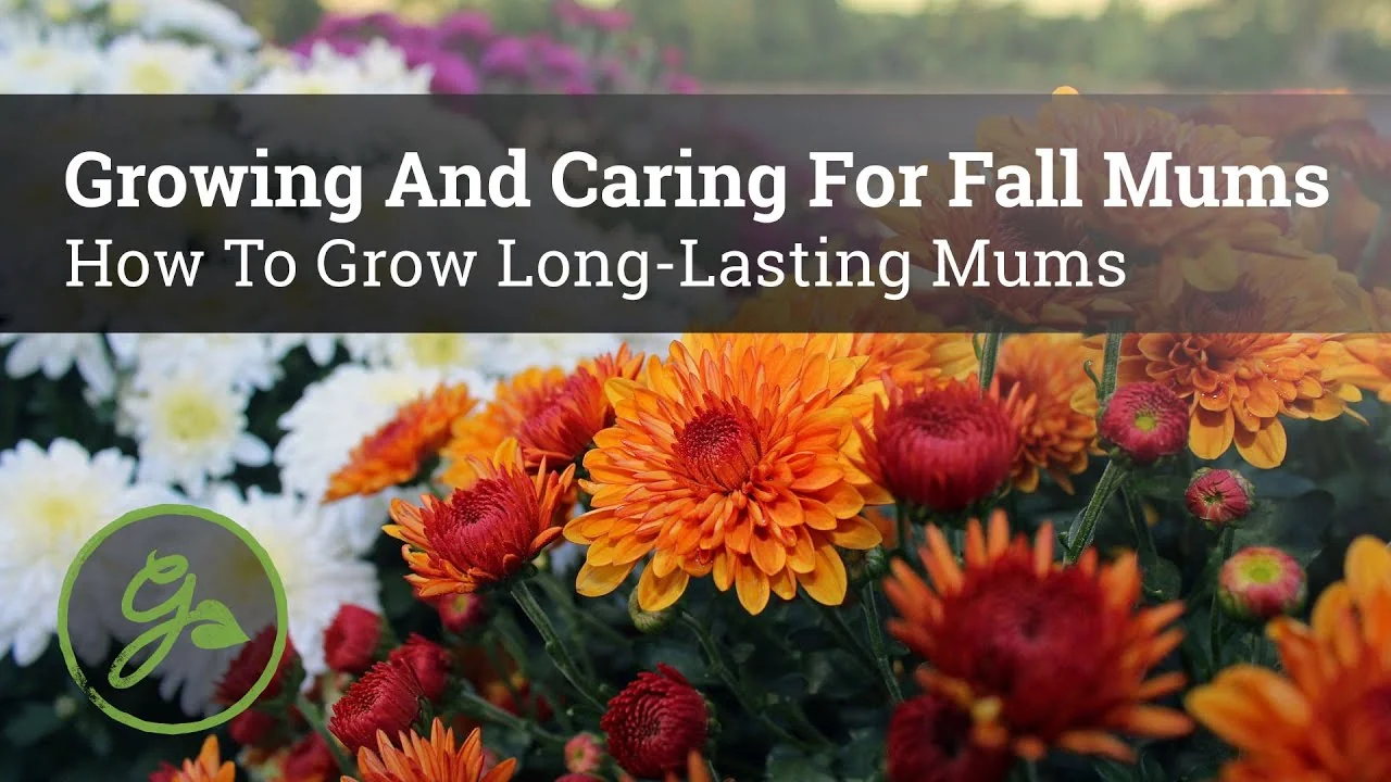How to Grow and Care for Long-Lasting Fall Mums - Featured Image