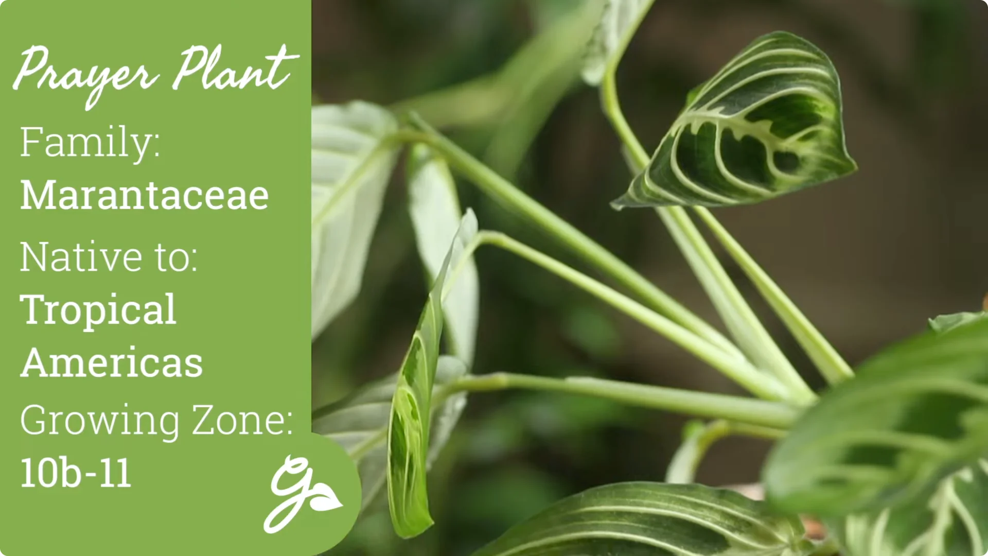 How to Grow and Care for Stunning Prayer Plants Easily screenshot 1