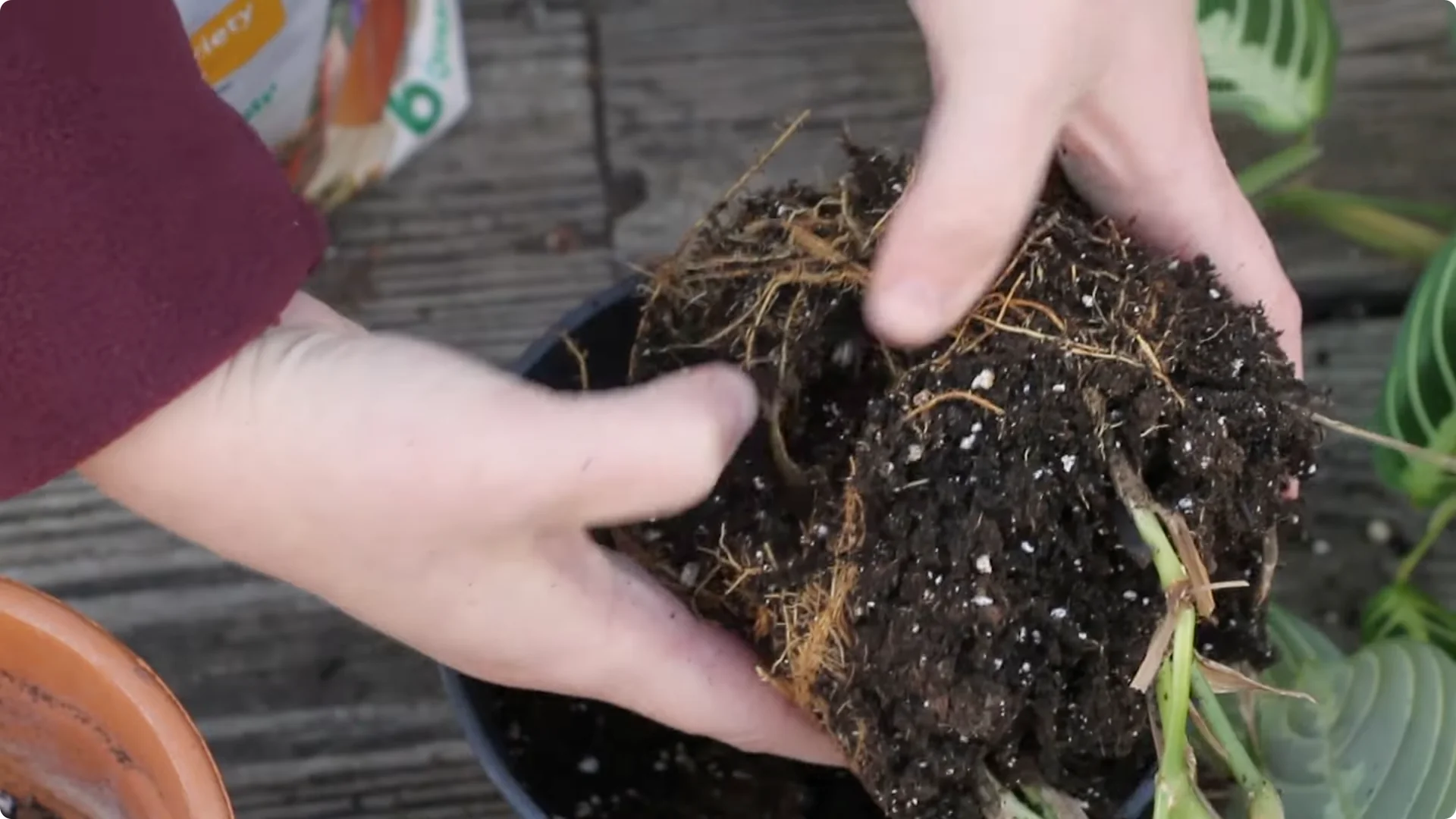 How to Grow and Care for Stunning Prayer Plants Easily screenshot 10