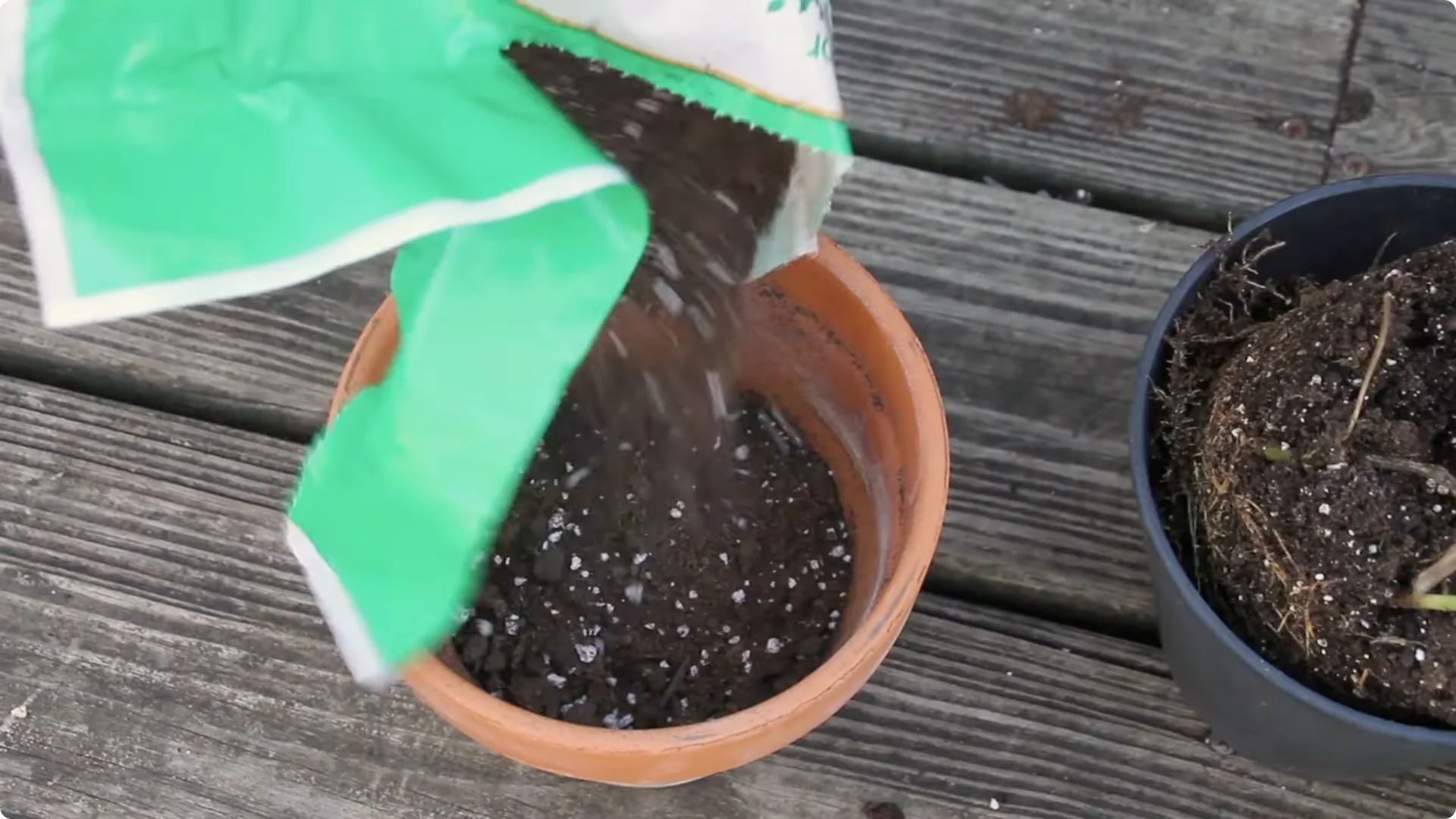 How to Grow and Care for Stunning Prayer Plants Easily screenshot 11