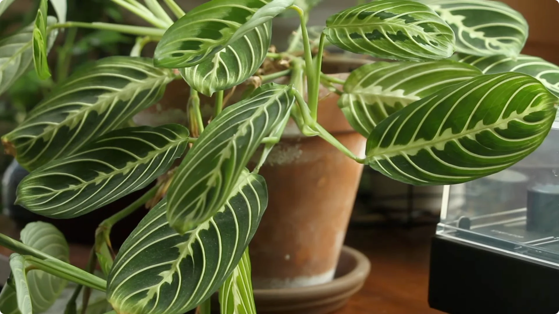 How to Grow and Care for Stunning Prayer Plants Easily screenshot 12
