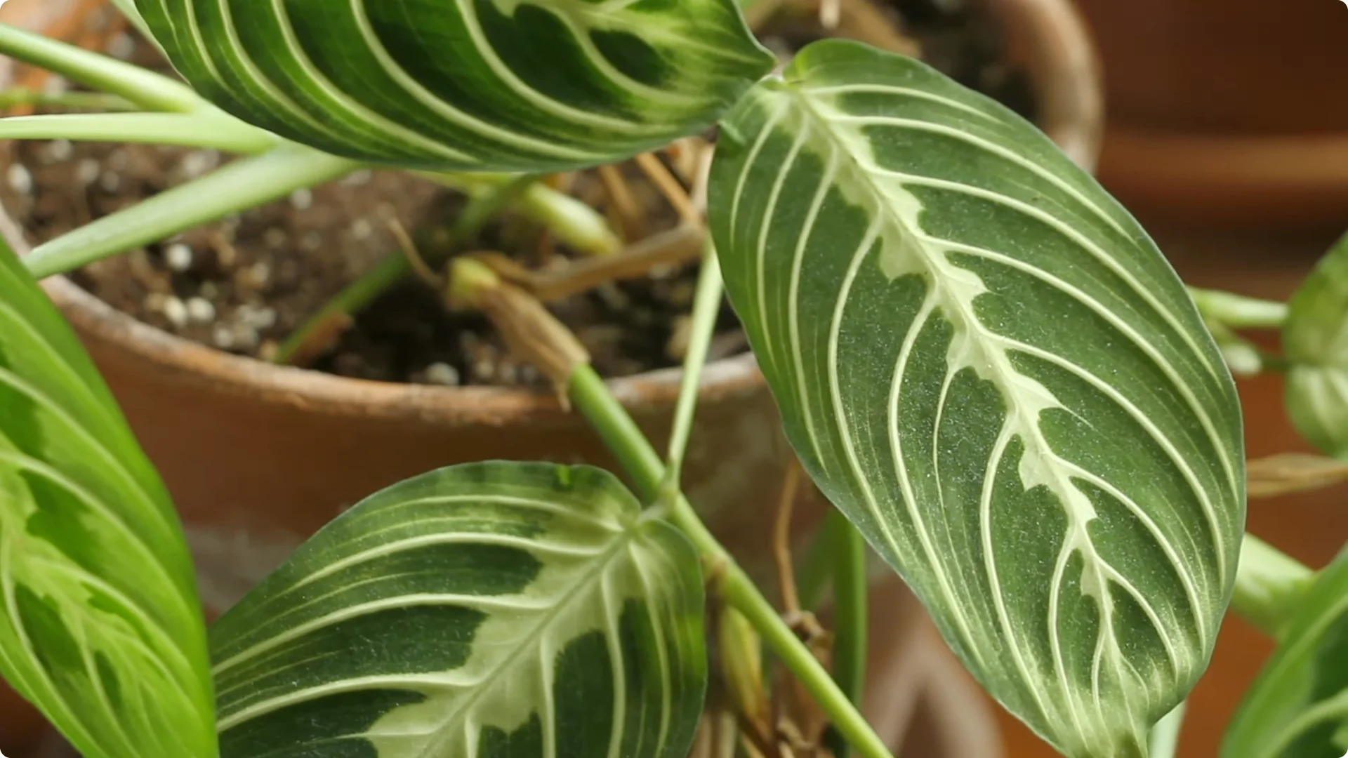 How to Grow and Care for Stunning Prayer Plants Easily screenshot 13