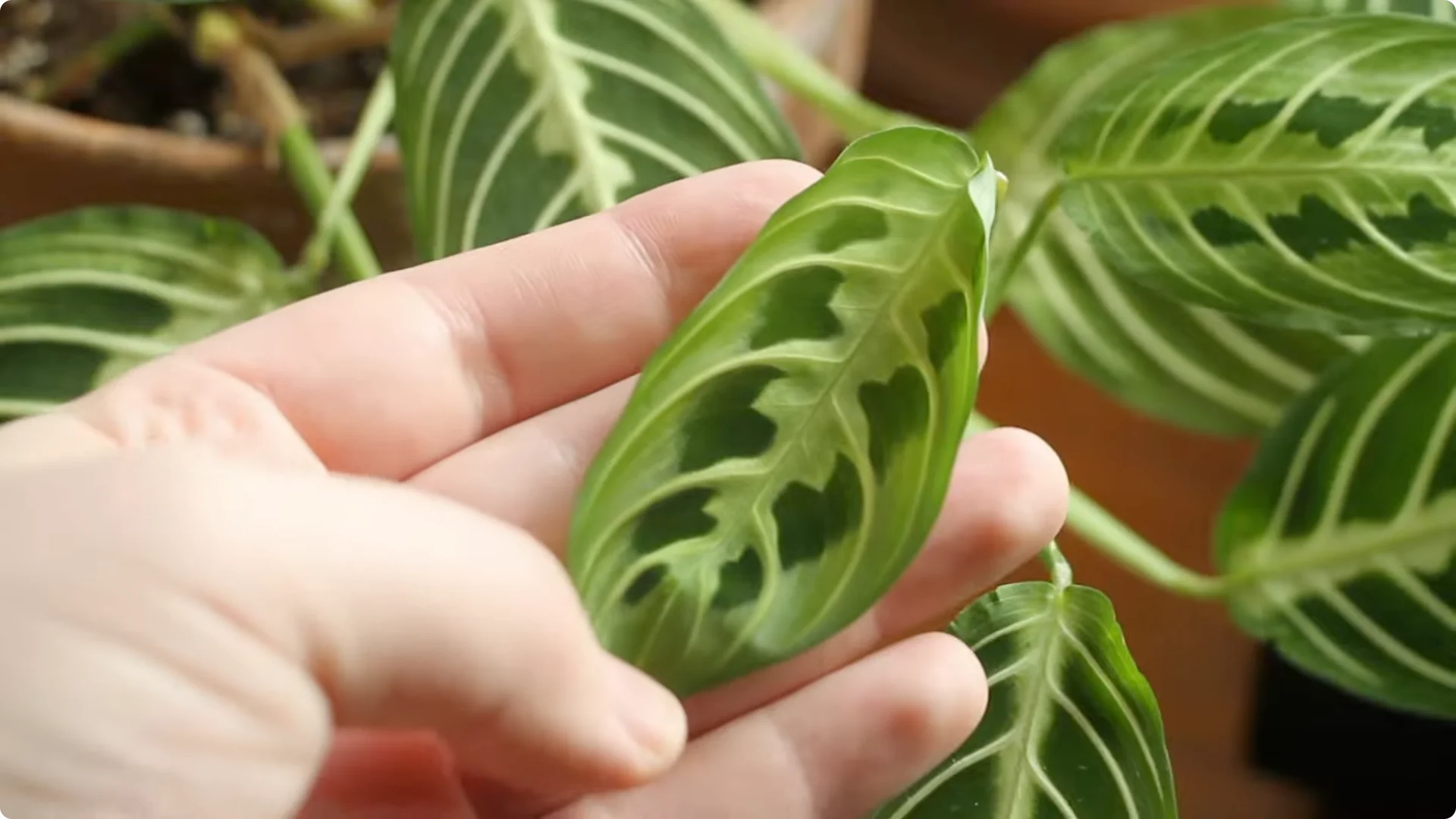 How to Grow and Care for Stunning Prayer Plants Easily screenshot 14