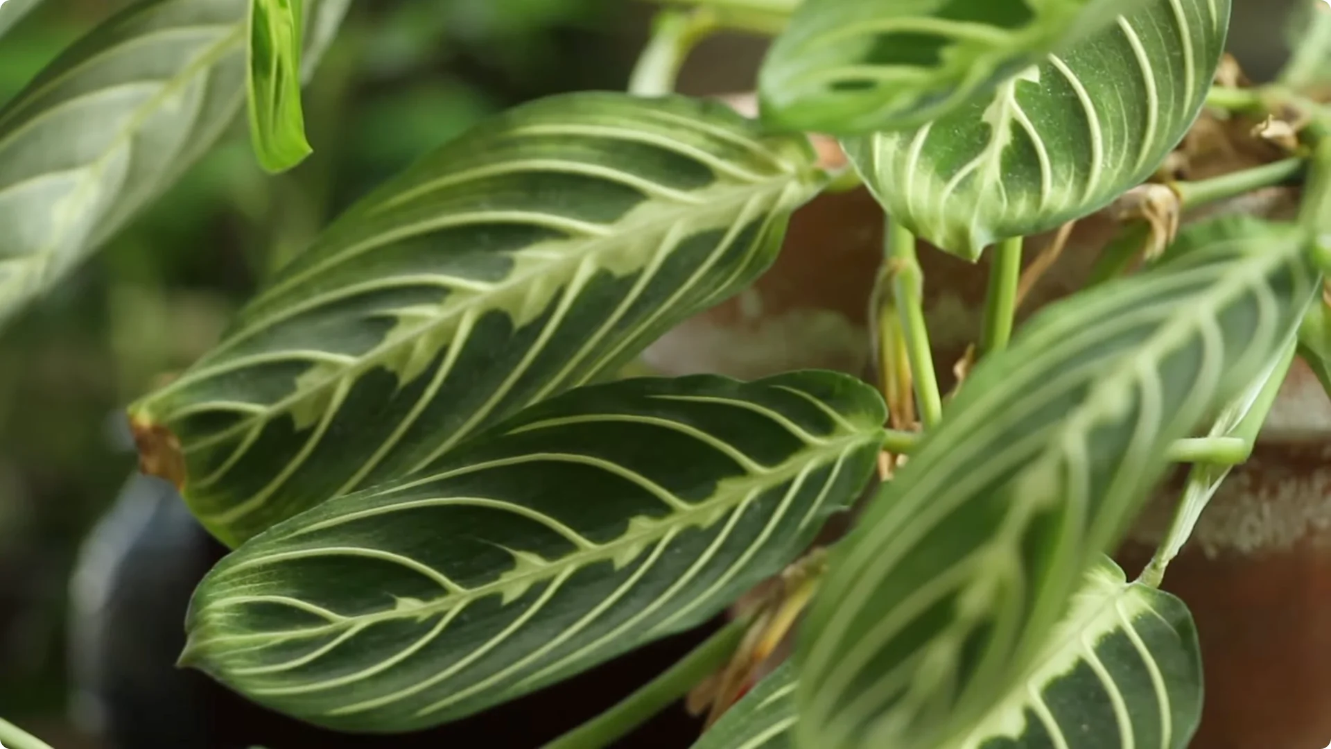 How to Grow and Care for Stunning Prayer Plants Easily screenshot 15