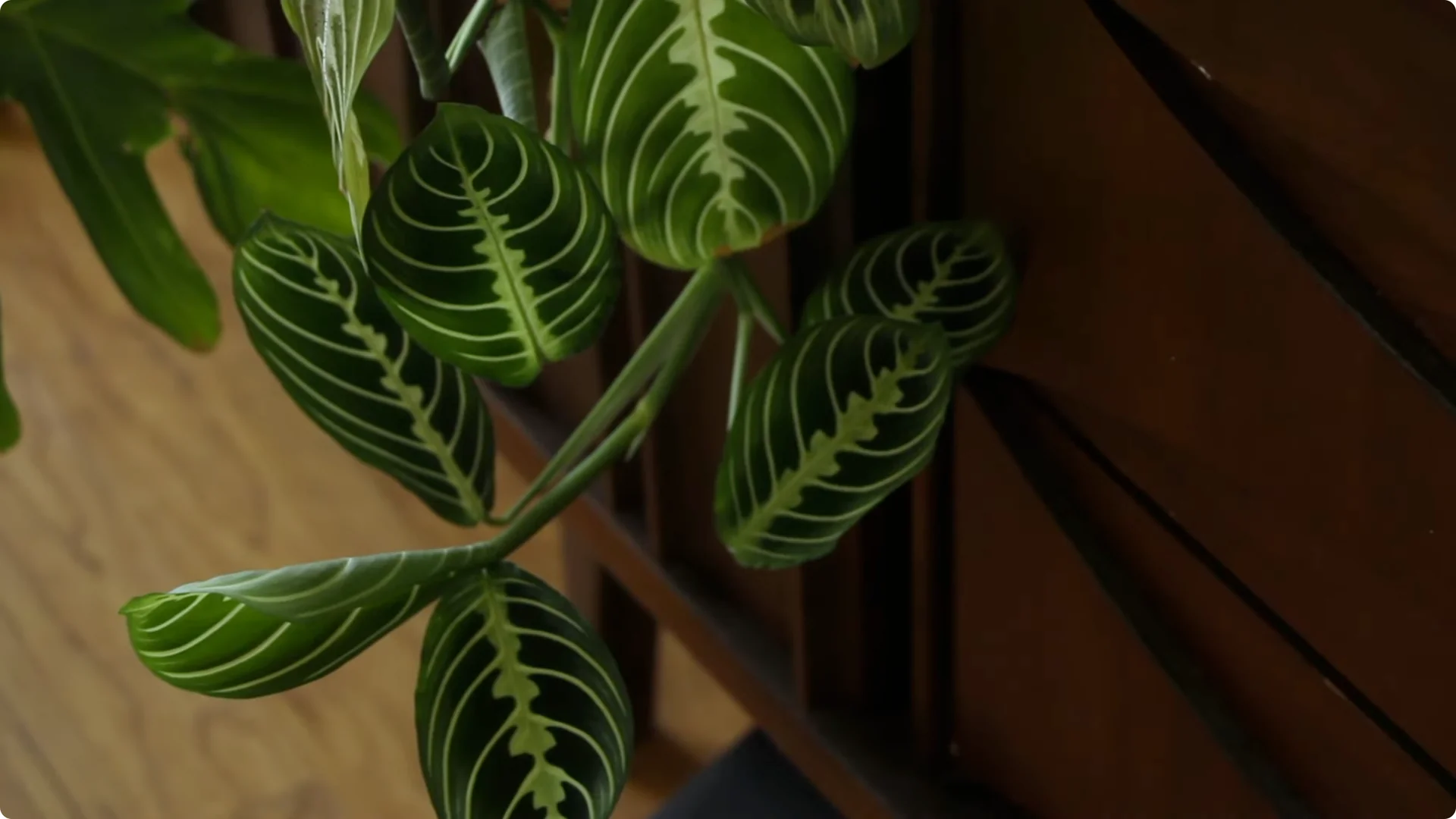 How to Grow and Care for Stunning Prayer Plants Easily screenshot 2