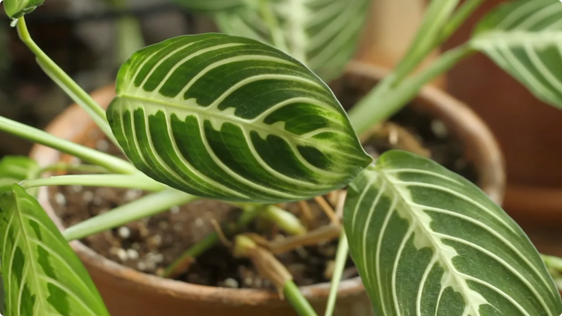 How to Grow and Care for Stunning Prayer Plants Easily screenshot 3