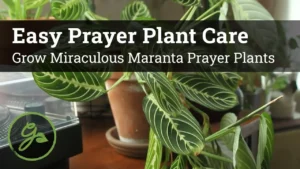 How to Grow and Care for Stunning Prayer Plants Easily - Featured Image