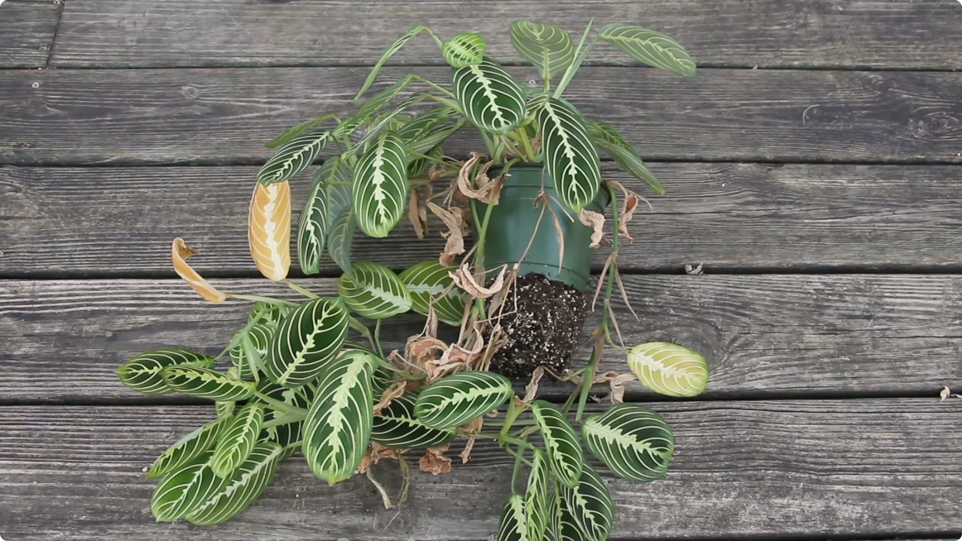 How to Grow and Care for Stunning Prayer Plants Easily screenshot 5