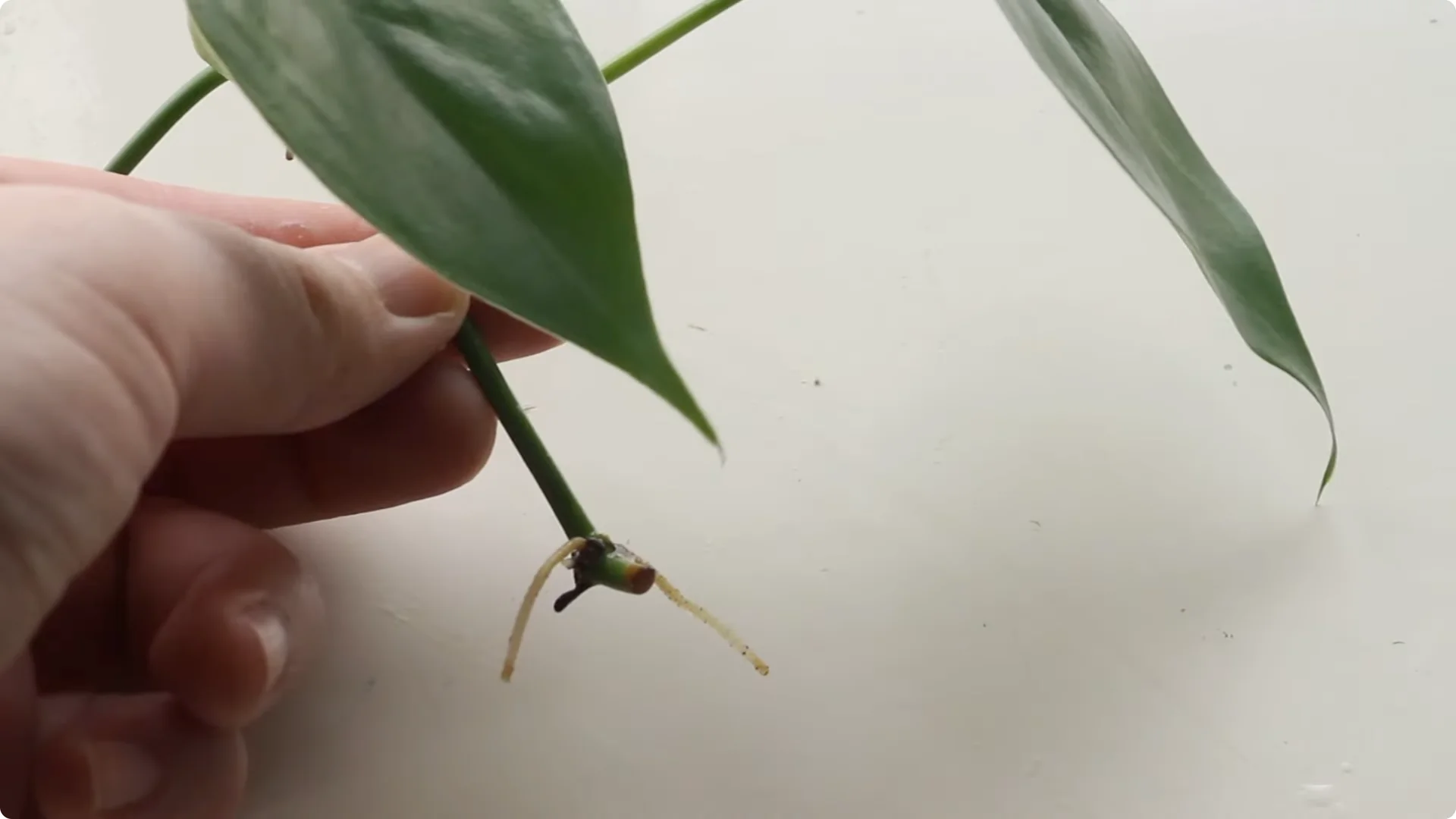 How to Grow and Care for Stunning Prayer Plants Easily screenshot 6