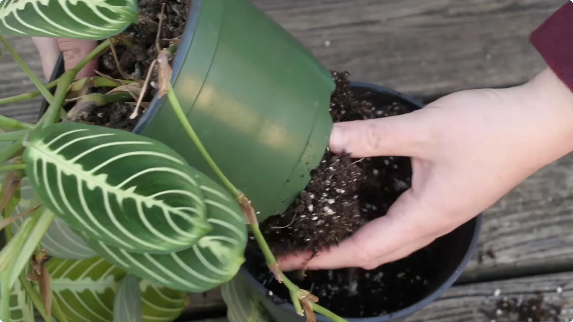 How to Grow and Care for Stunning Prayer Plants Easily screenshot 8