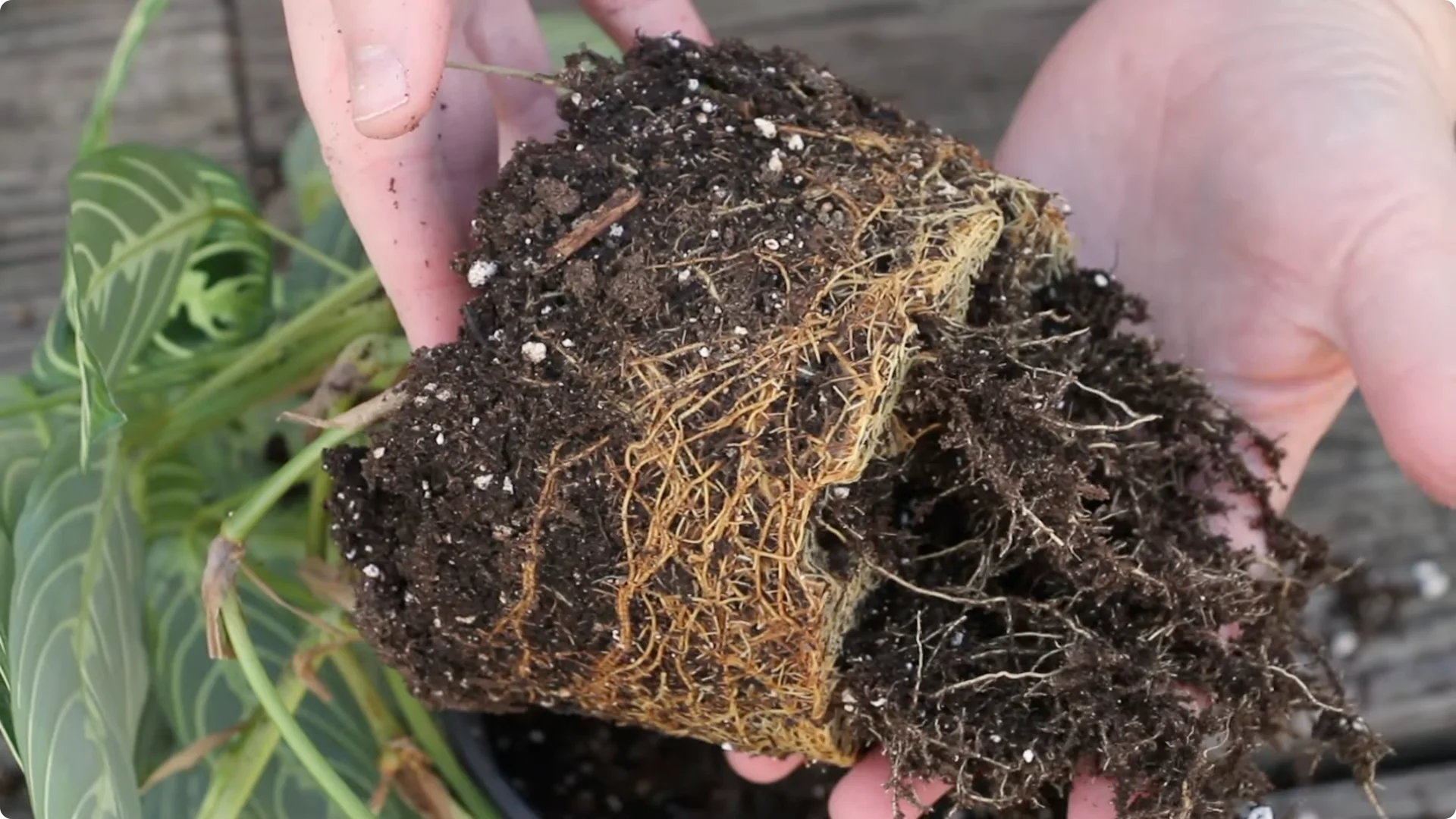 How to Grow and Care for Stunning Prayer Plants Easily screenshot 9