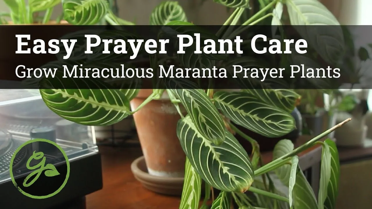 How to Grow and Care for Stunning Prayer Plants Easily - Featured Image
