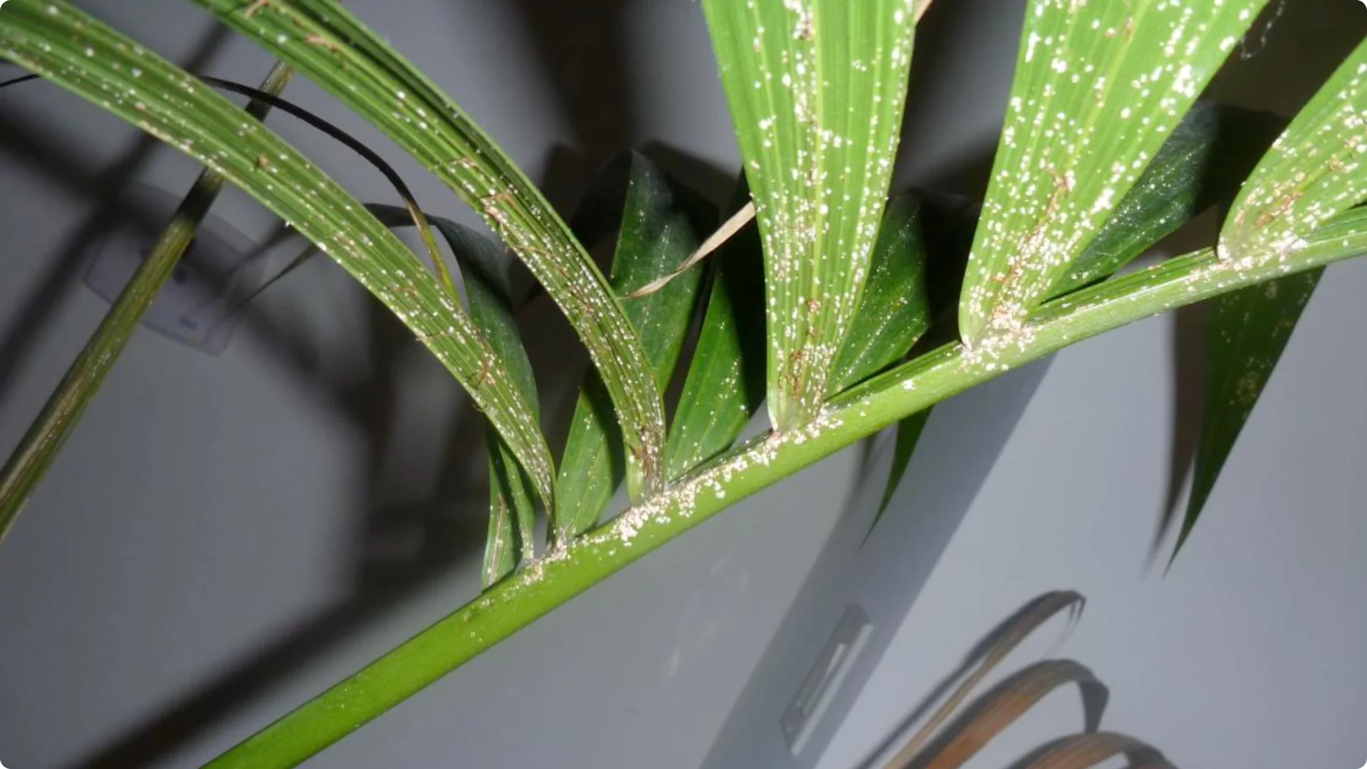 How to Grow Areca Palm Plants Twice as Fast: Expert Tips screenshot 1