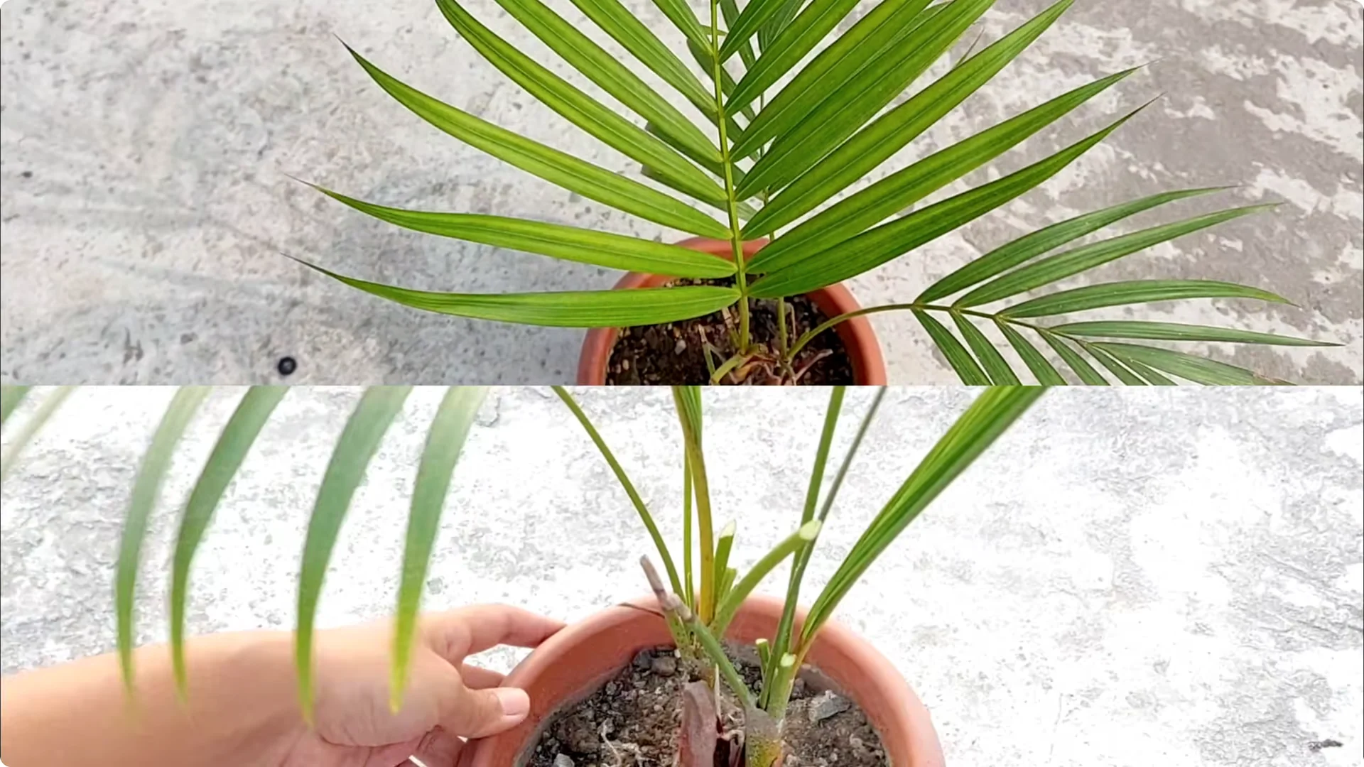 How to Grow Areca Palm Plants Twice as Fast: Expert Tips screenshot 10