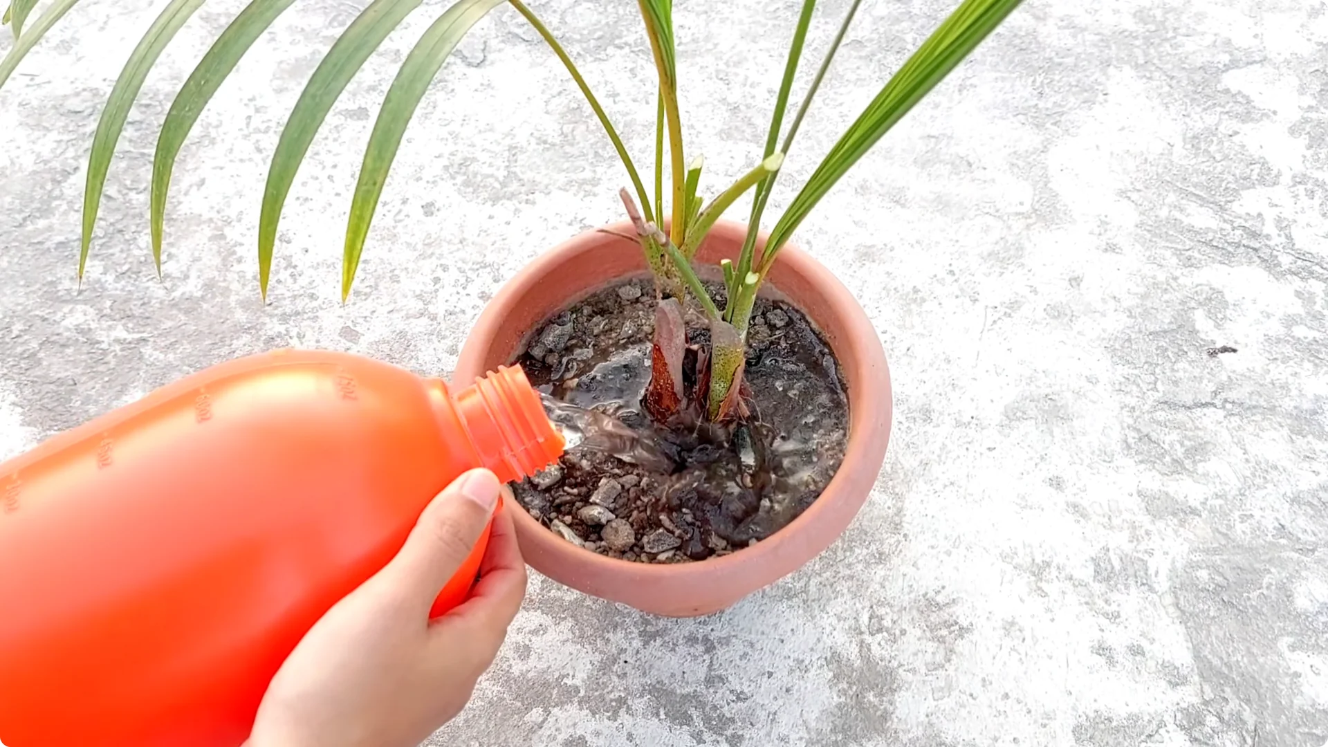 How to Grow Areca Palm Plants Twice as Fast: Expert Tips screenshot 11