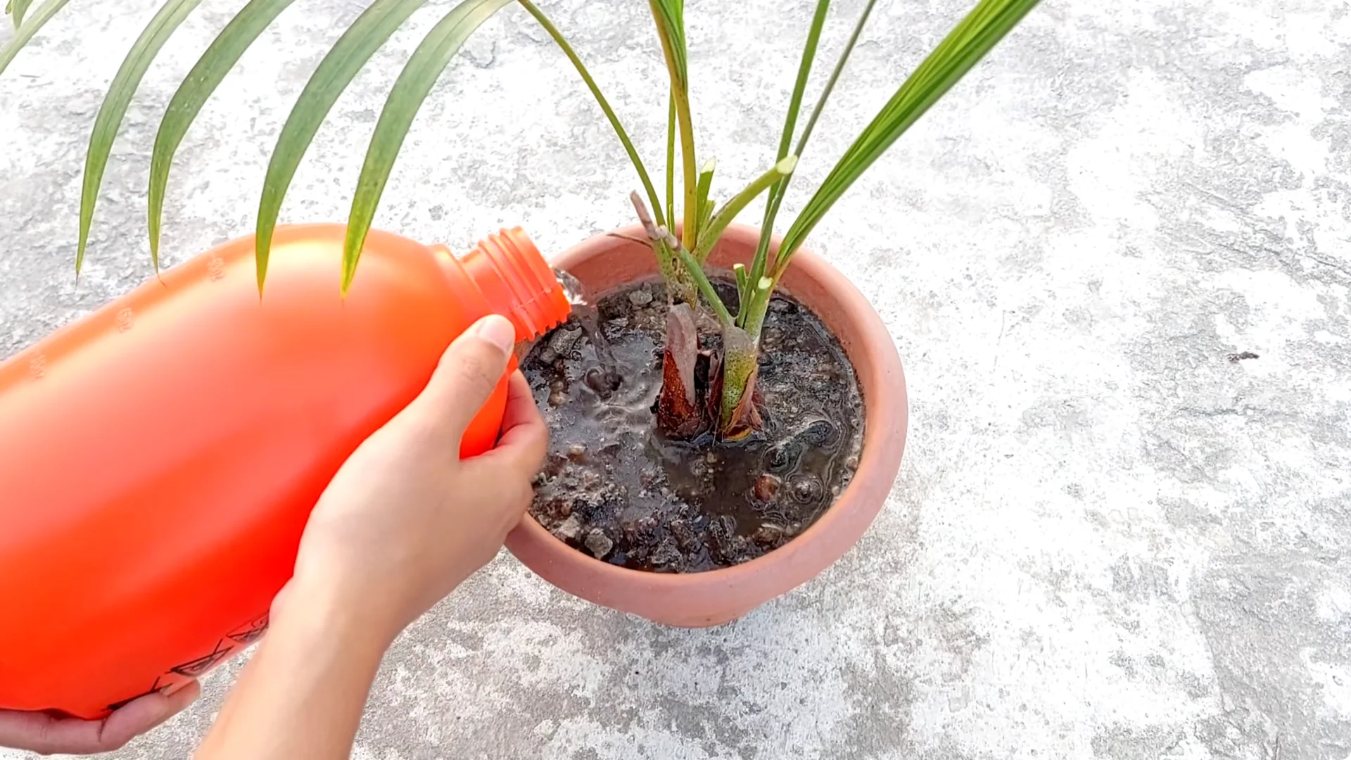 How to Grow Areca Palm Plants Twice as Fast: Expert Tips screenshot 12