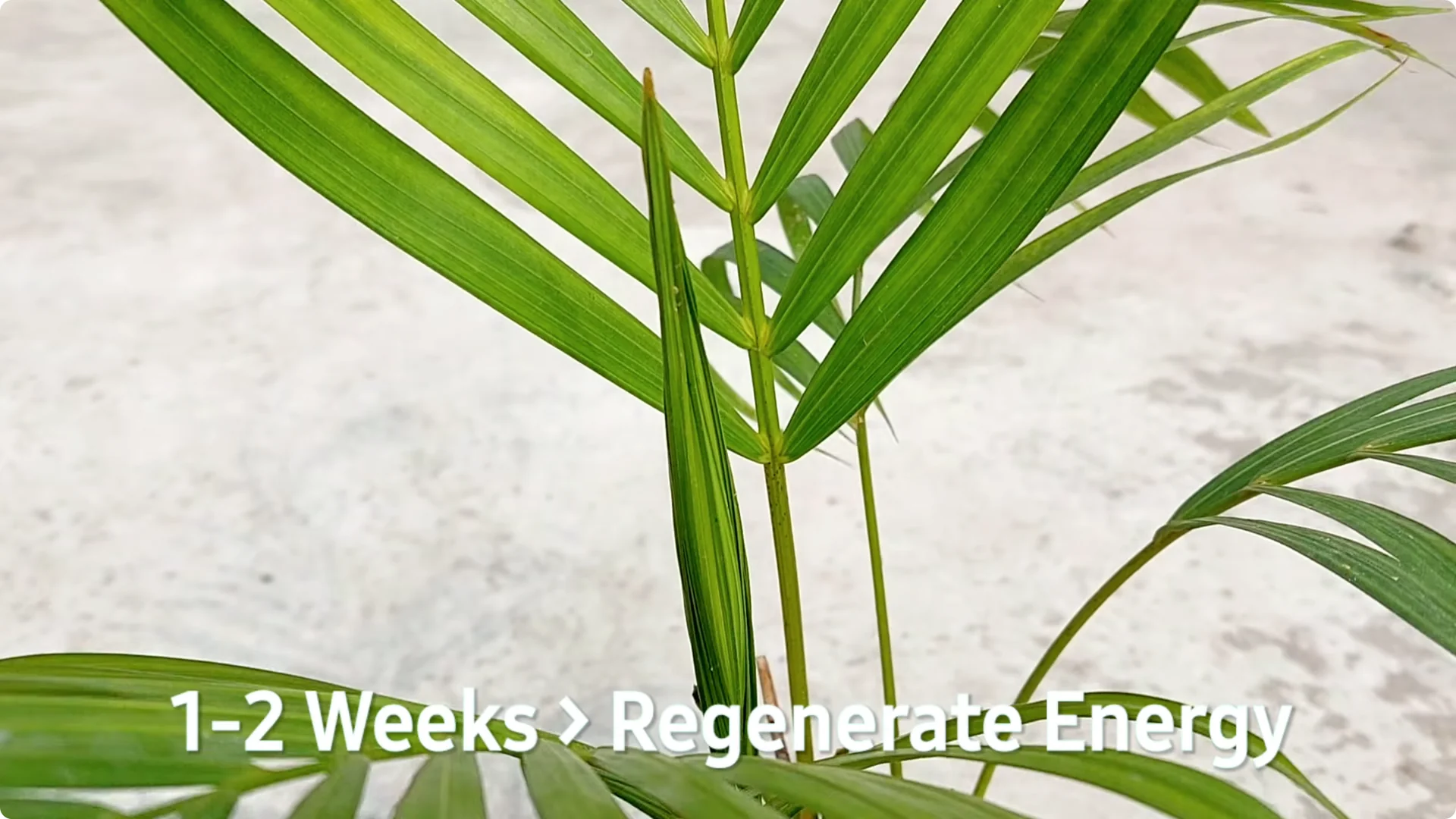 How to Grow Areca Palm Plants Twice as Fast: Expert Tips screenshot 14