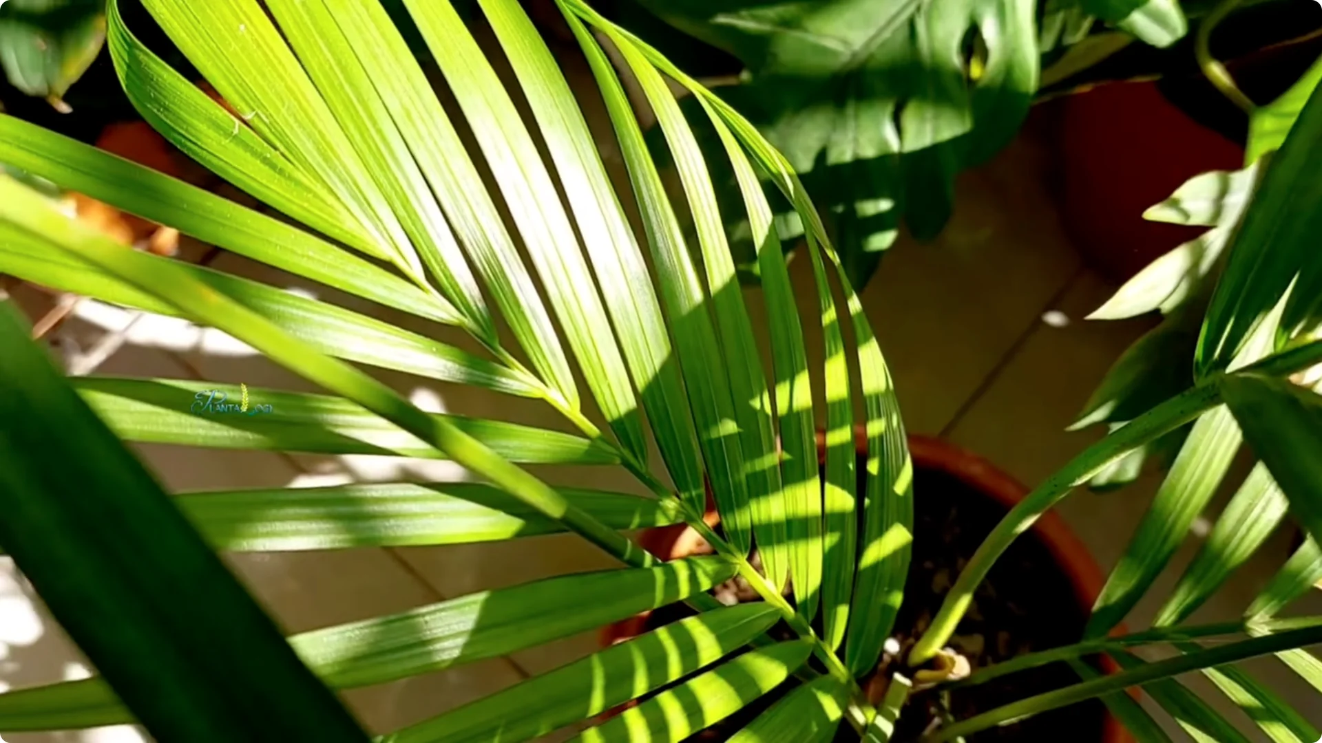 How to Grow Areca Palm Plants Twice as Fast: Expert Tips screenshot 16