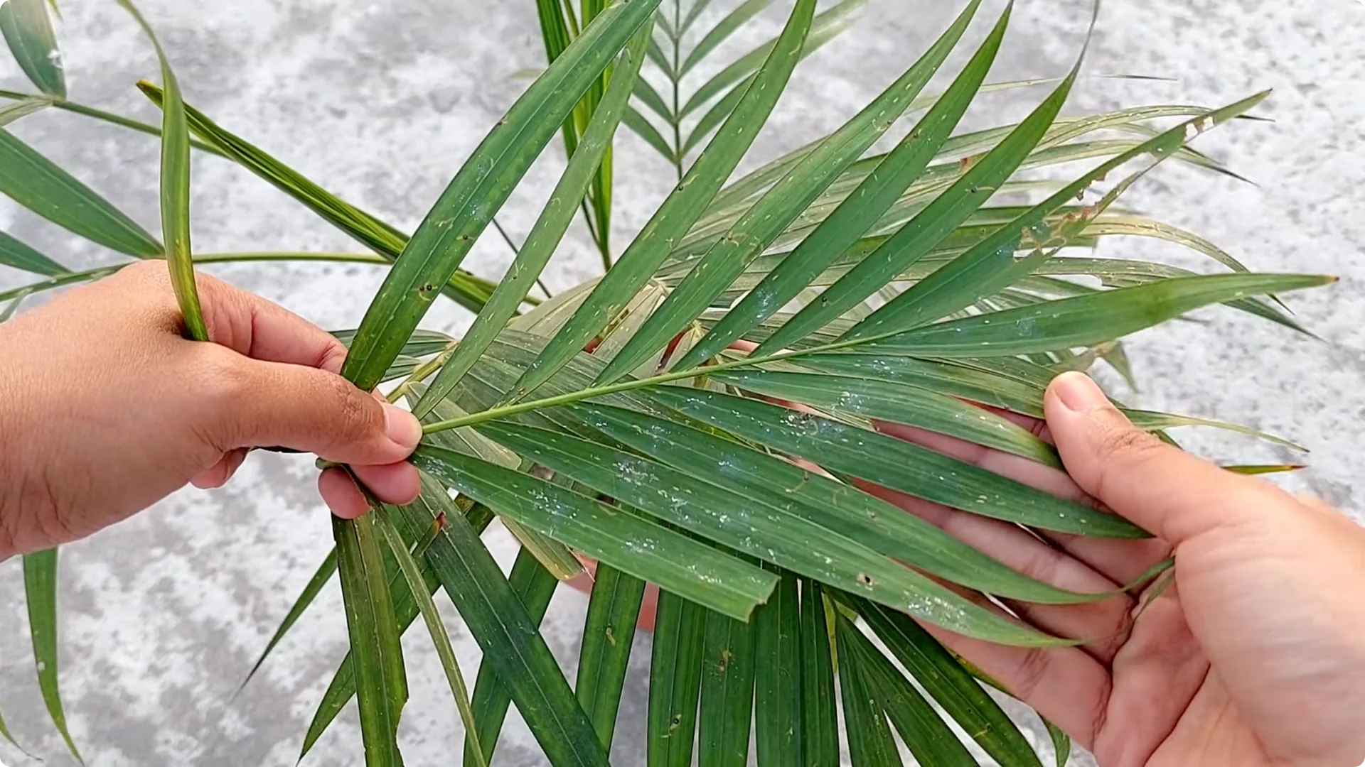 How to Grow Areca Palm Plants Twice as Fast: Expert Tips screenshot 2