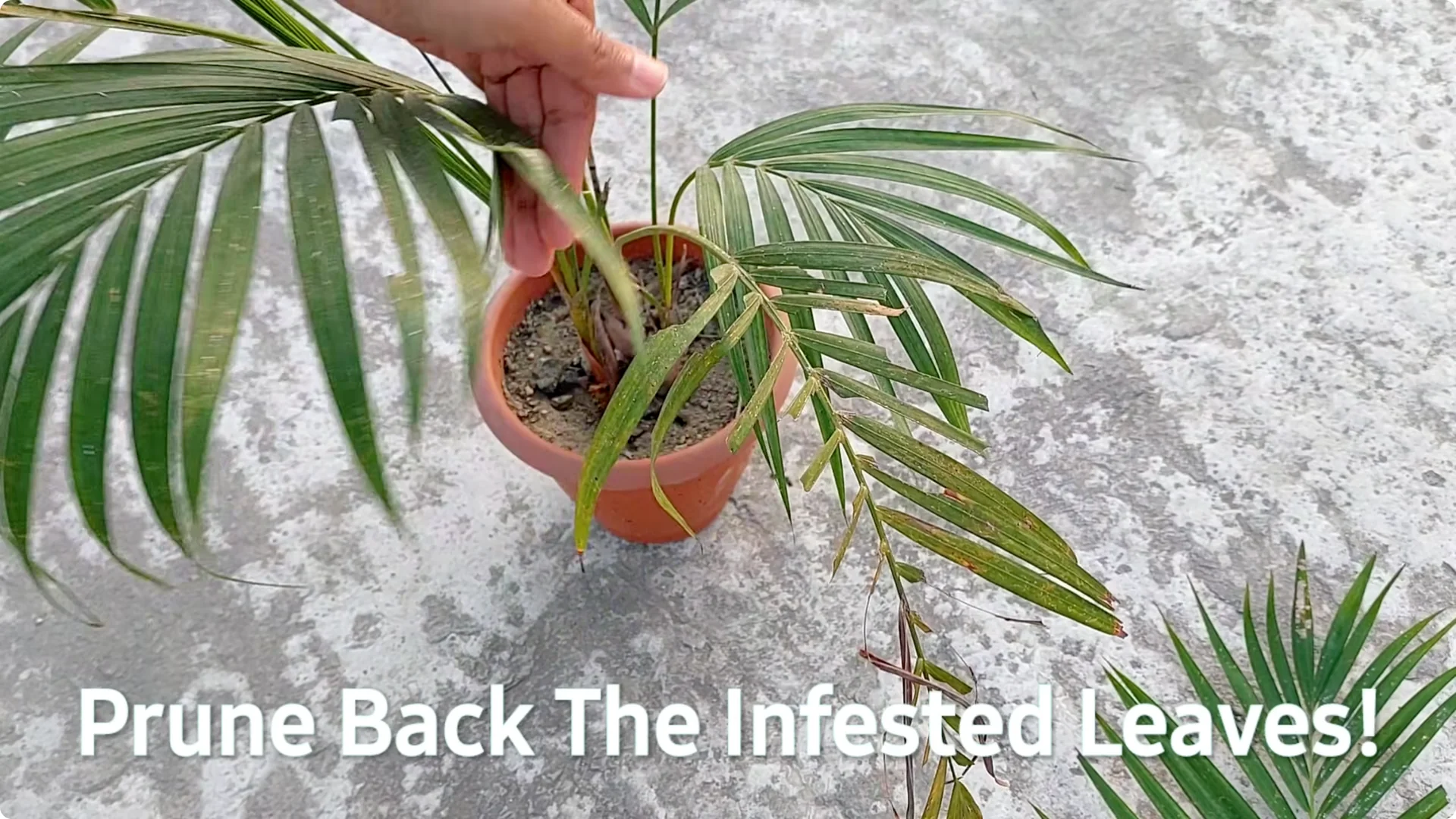How to Grow Areca Palm Plants Twice as Fast: Expert Tips screenshot 4