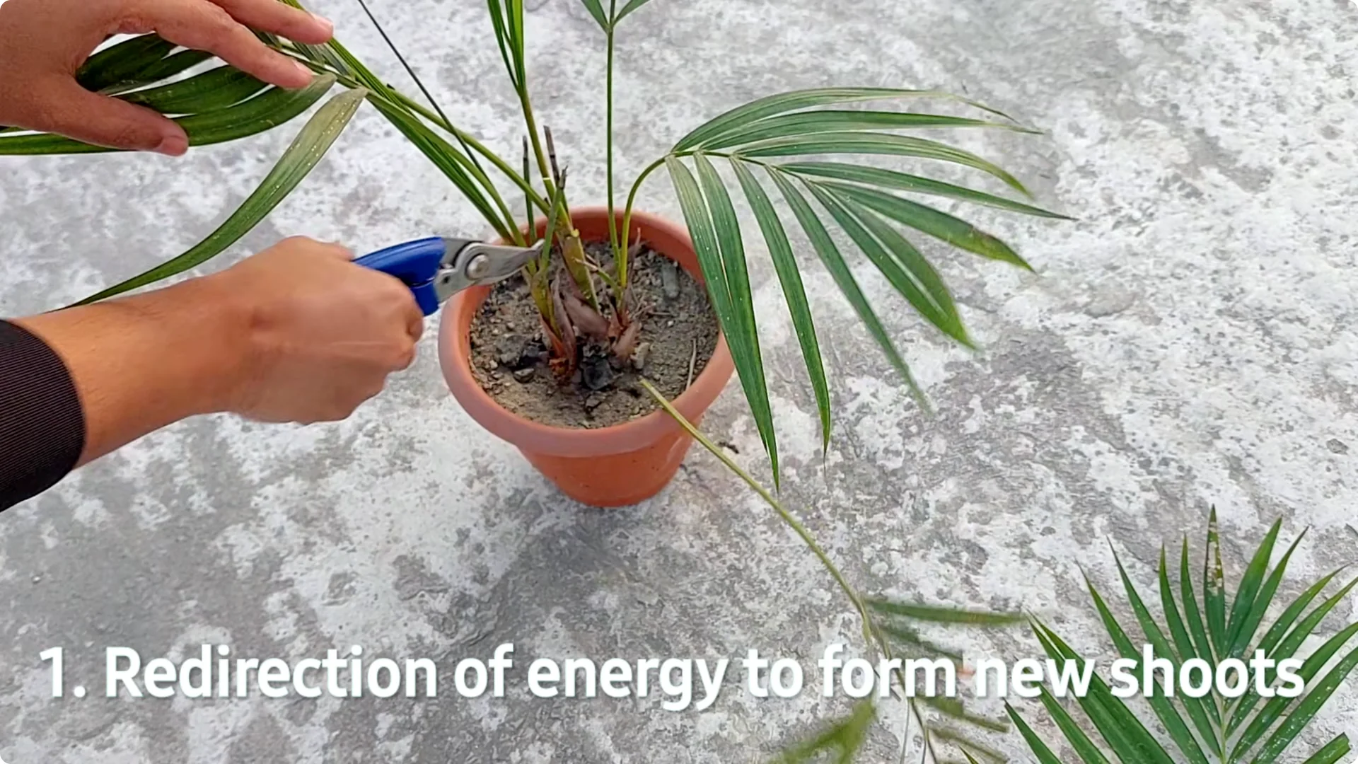 How to Grow Areca Palm Plants Twice as Fast: Expert Tips screenshot 6