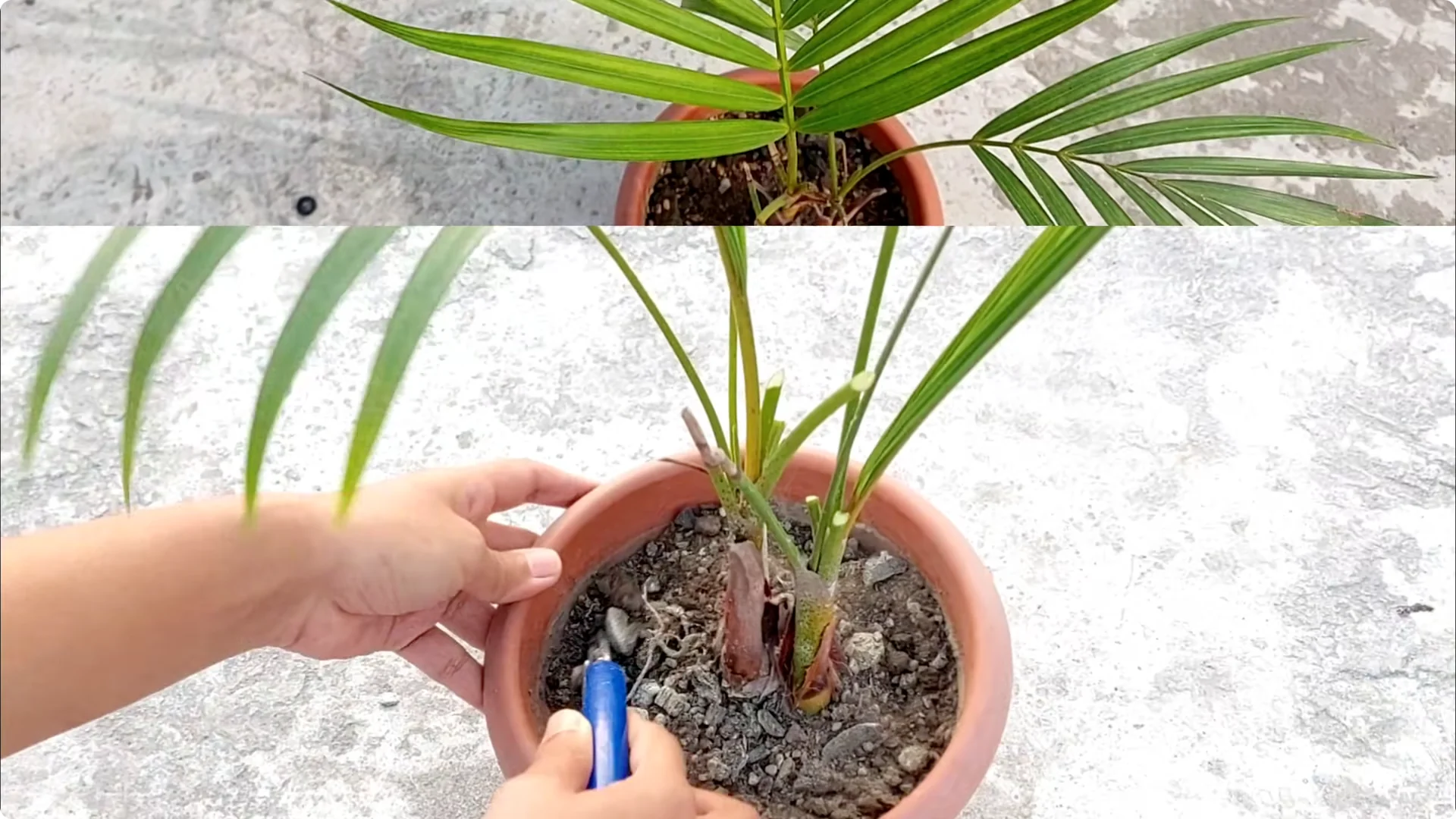 How to Grow Areca Palm Plants Twice as Fast: Expert Tips screenshot 9