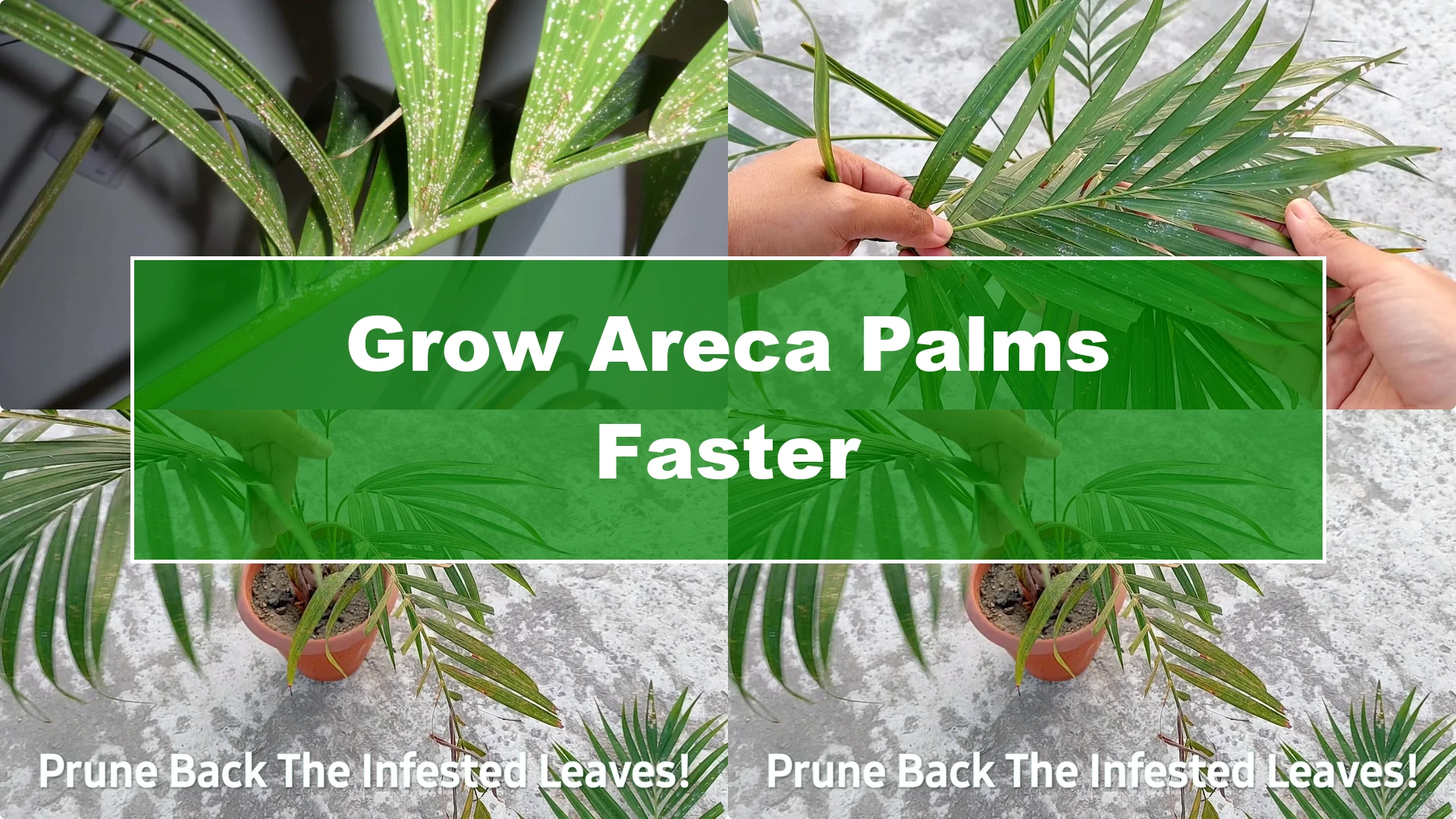 How to Grow Areca Palm Plants Twice as Fast: Expert Tips - Featured Image