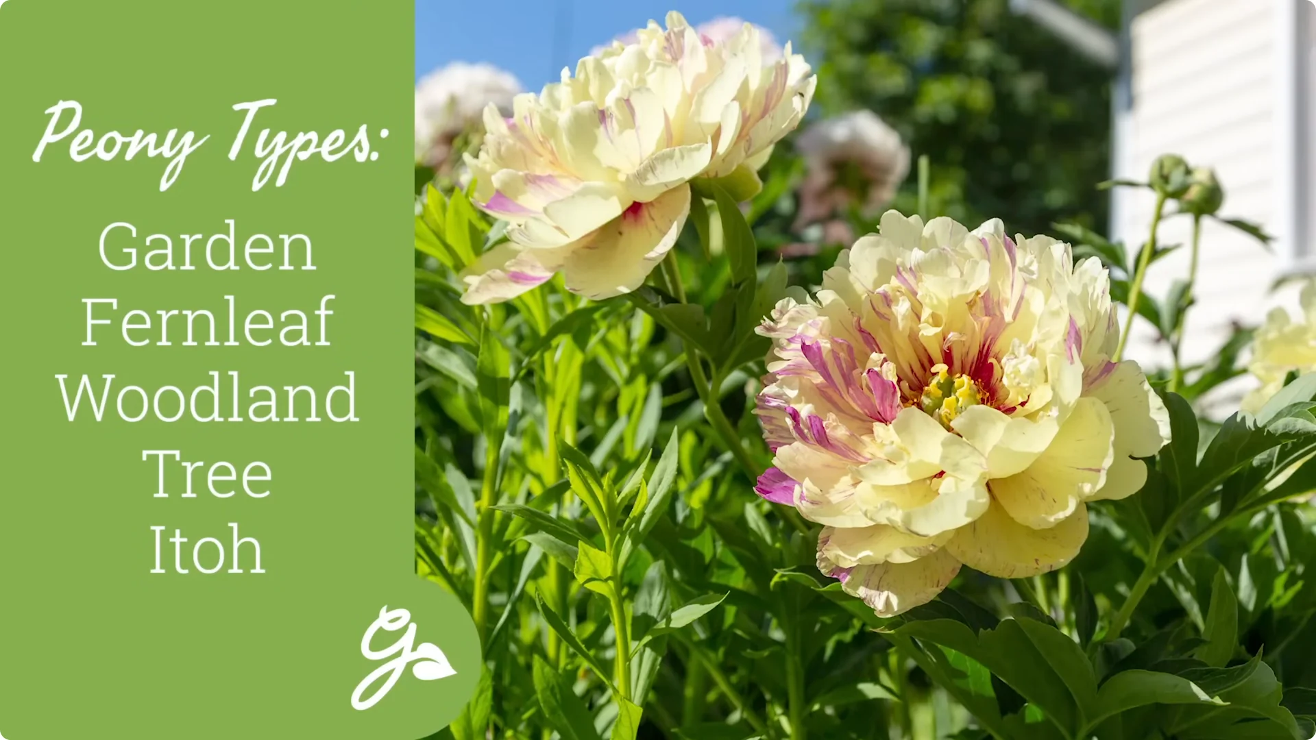 How to Grow Peonies That Bloom Beautifully for Decades screenshot 1