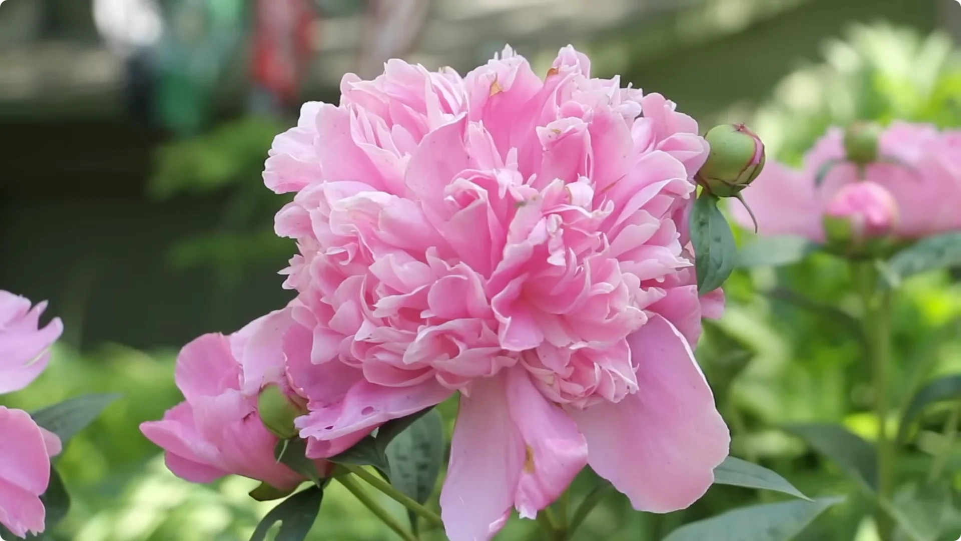 How to Grow Peonies That Bloom Beautifully for Decades screenshot 11